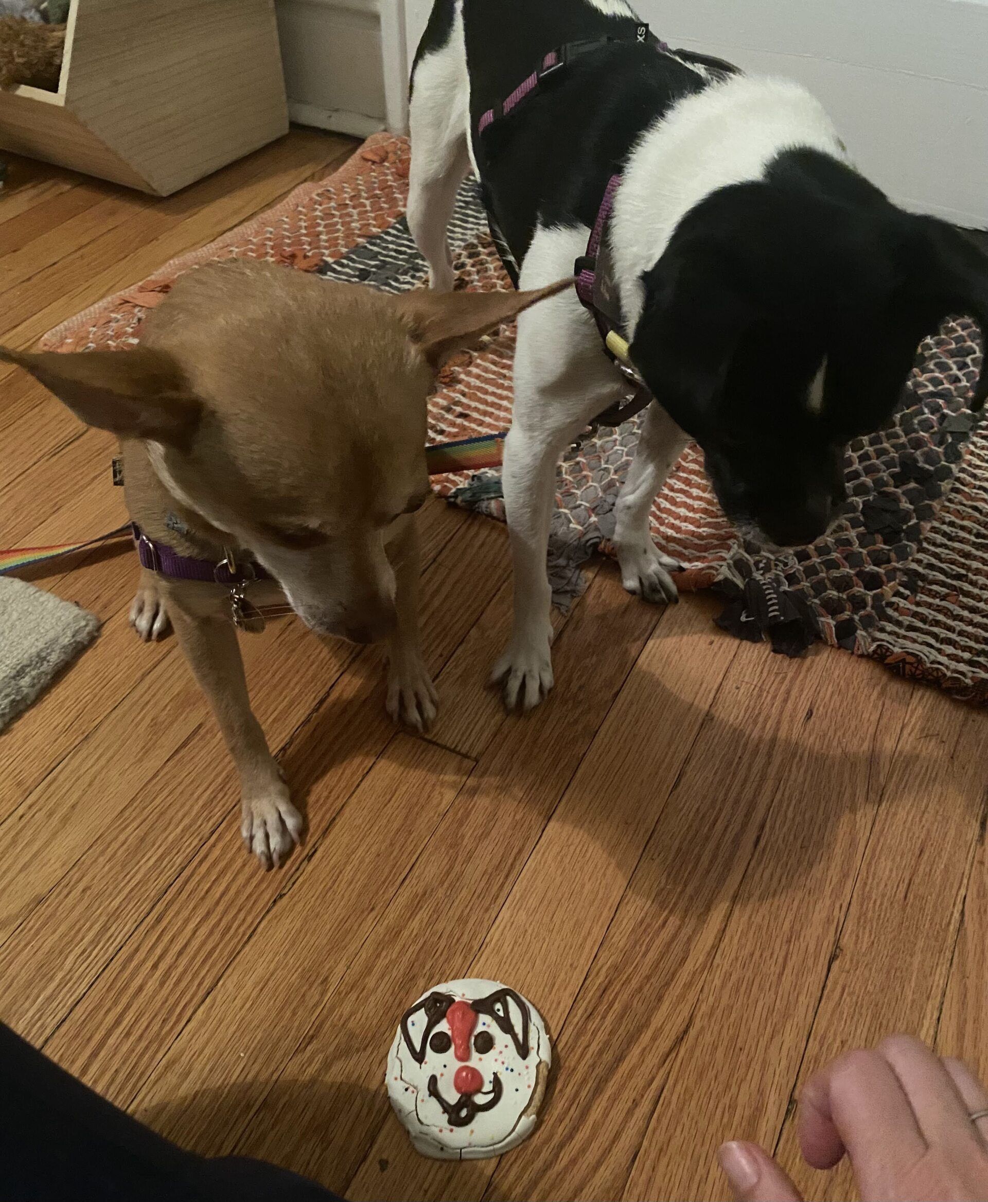 Two dogs, tan and black/white, look at a dog-decorated treat on a wood floor.