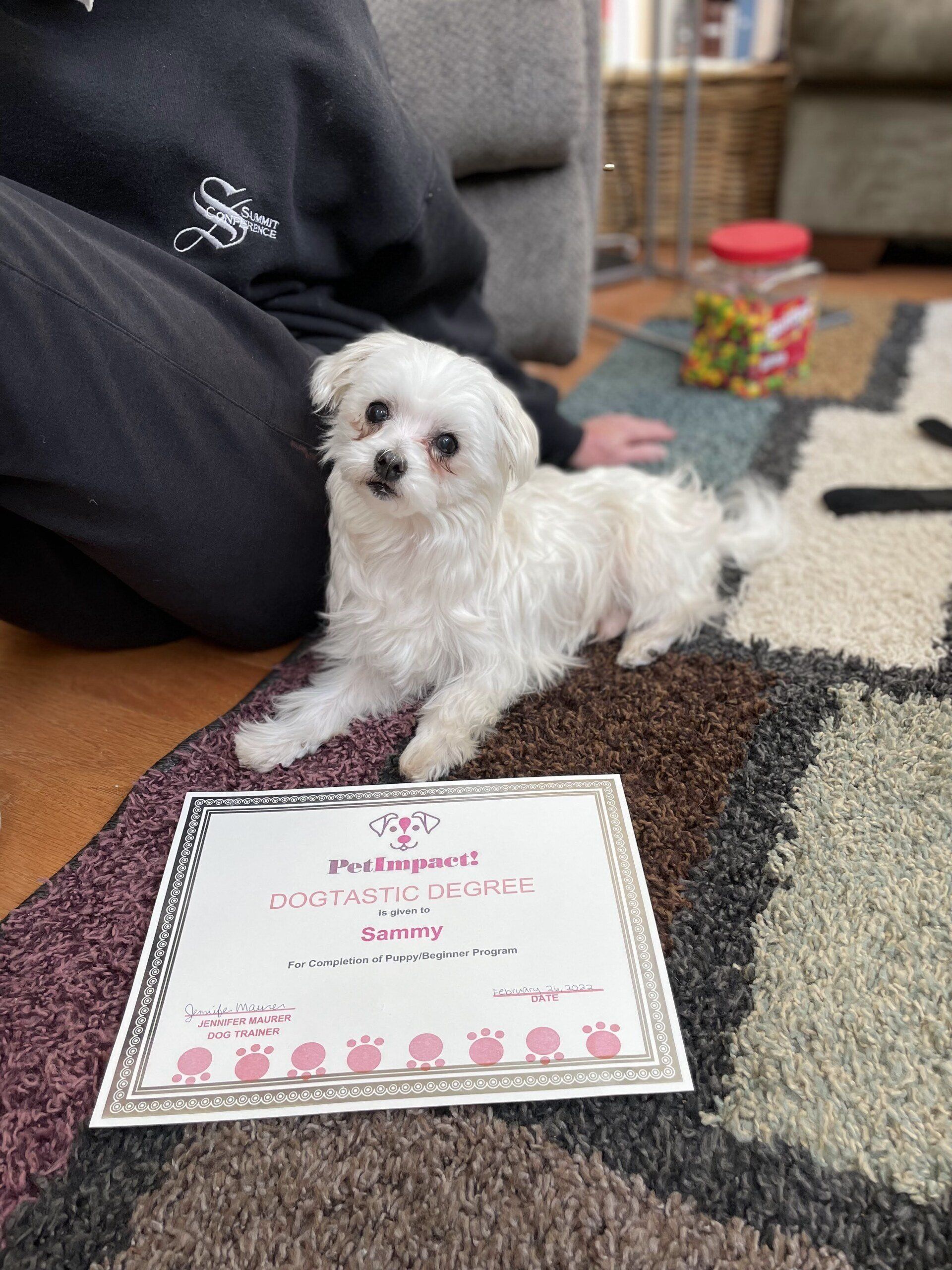 White Maltese puppy sits next to certificate on a rug.