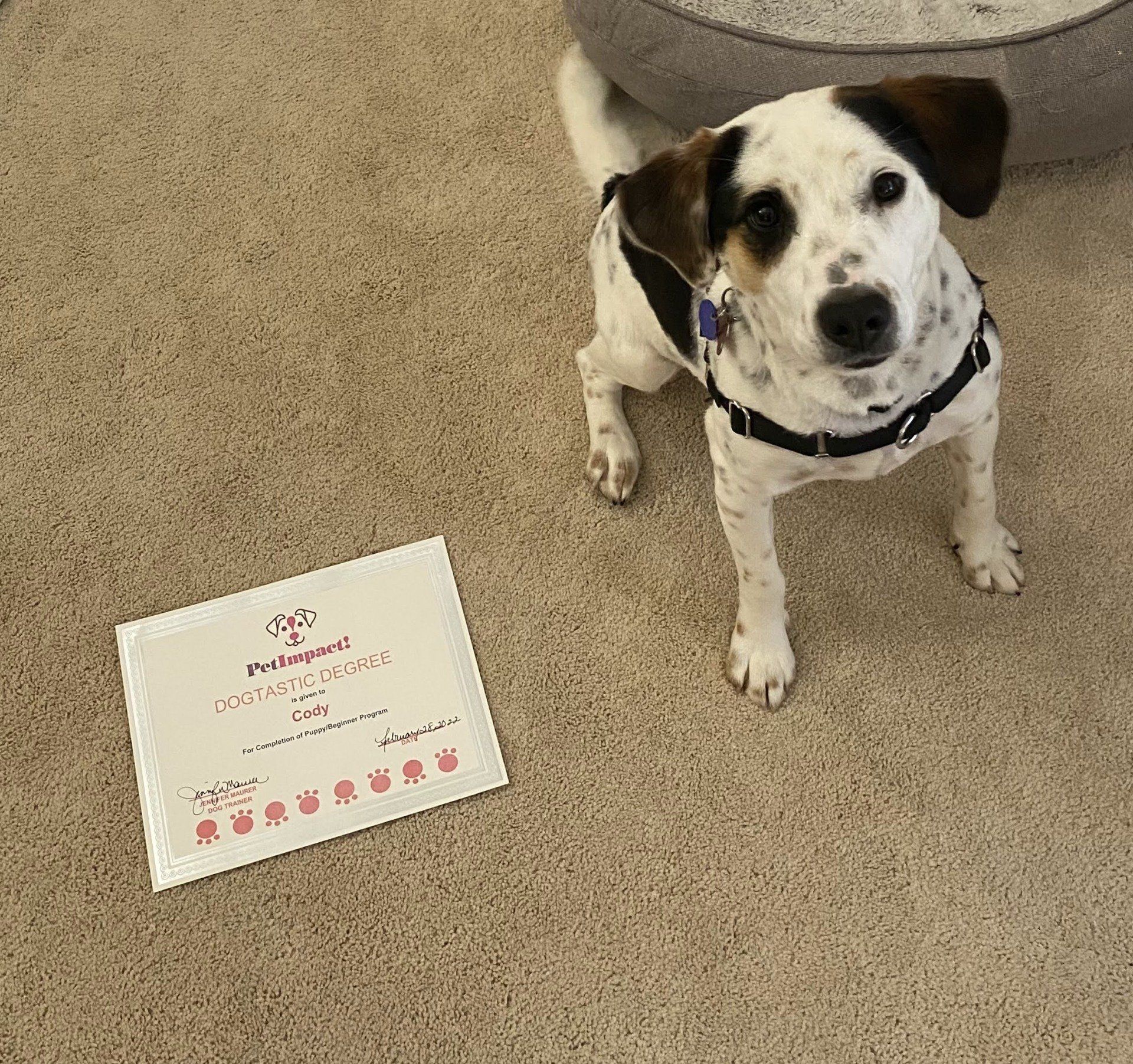 Dog sitting next to a certificate on a carpet. The dog has black and white markings, wearing a black harness.