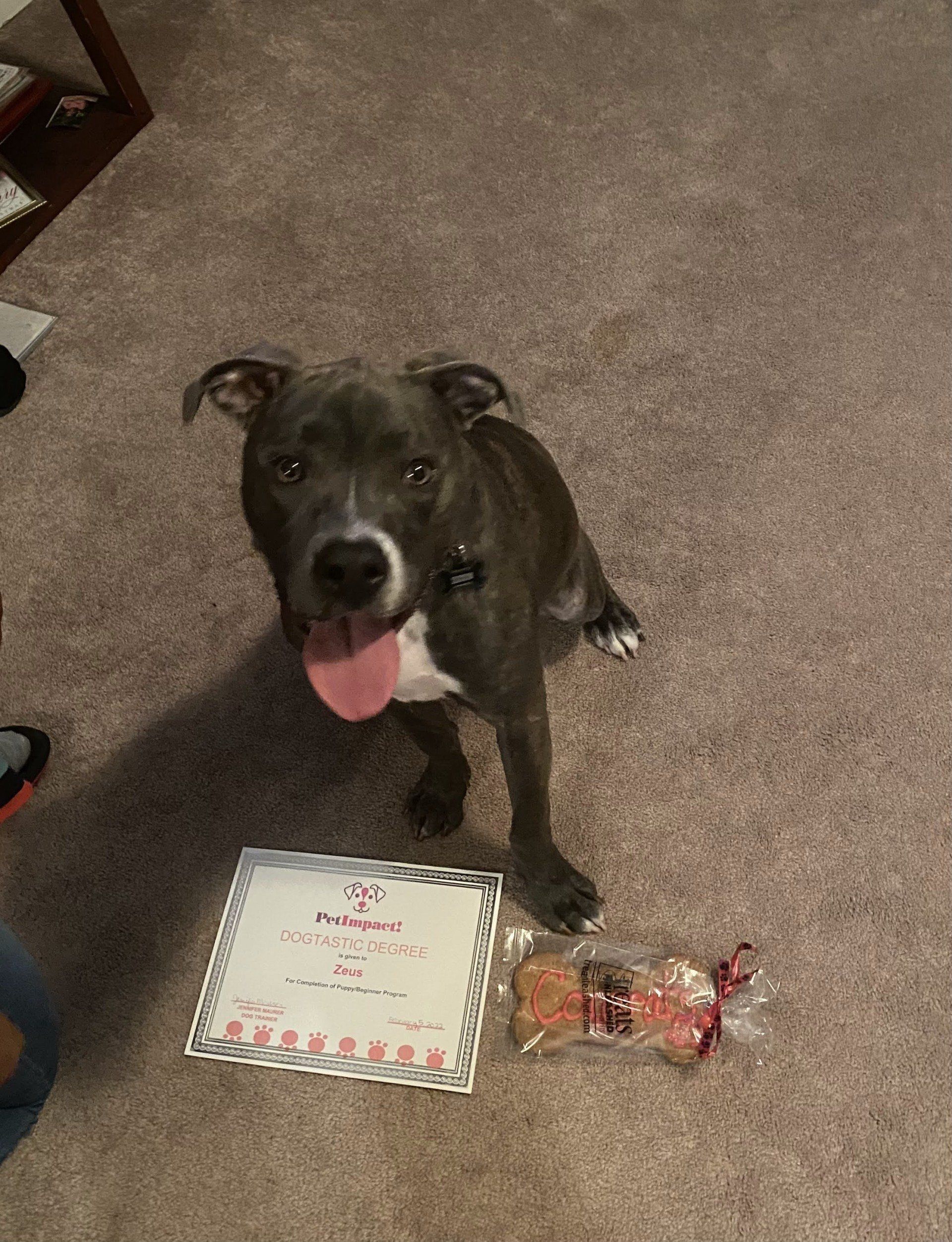 Gray dog sitting with a certificate and a treat. Dog's tongue is out.