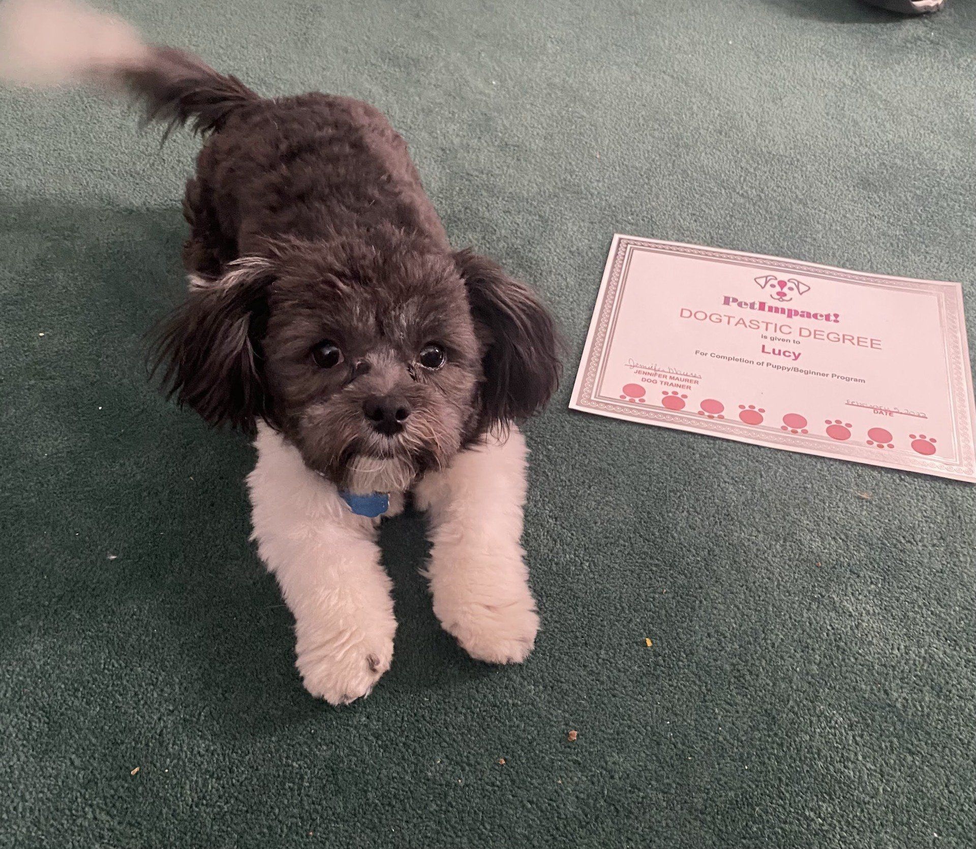 Dog with black and white fur, next to a certificate on a green carpet.