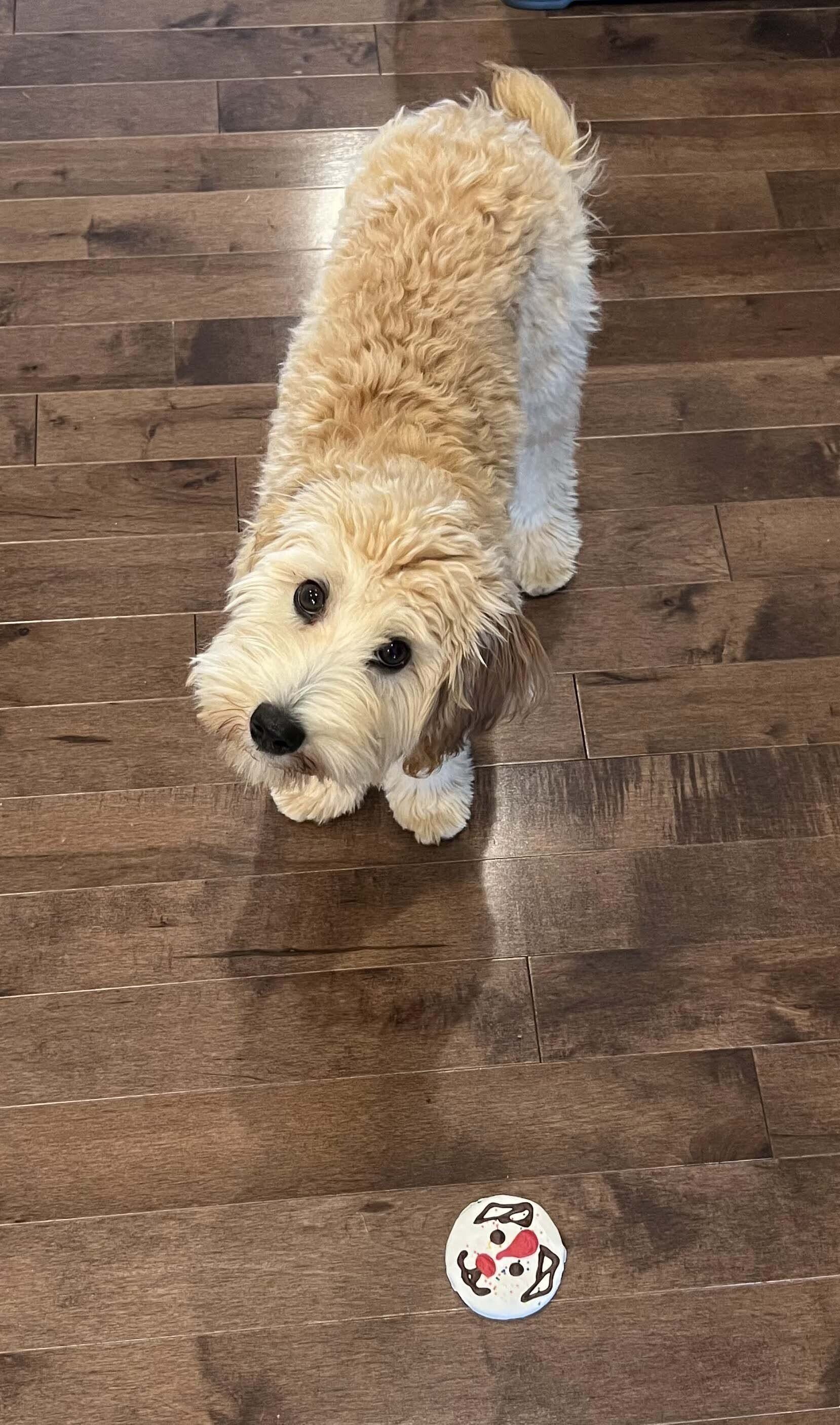 Blond Goldendoodle looking up with a ball on a wood floor.