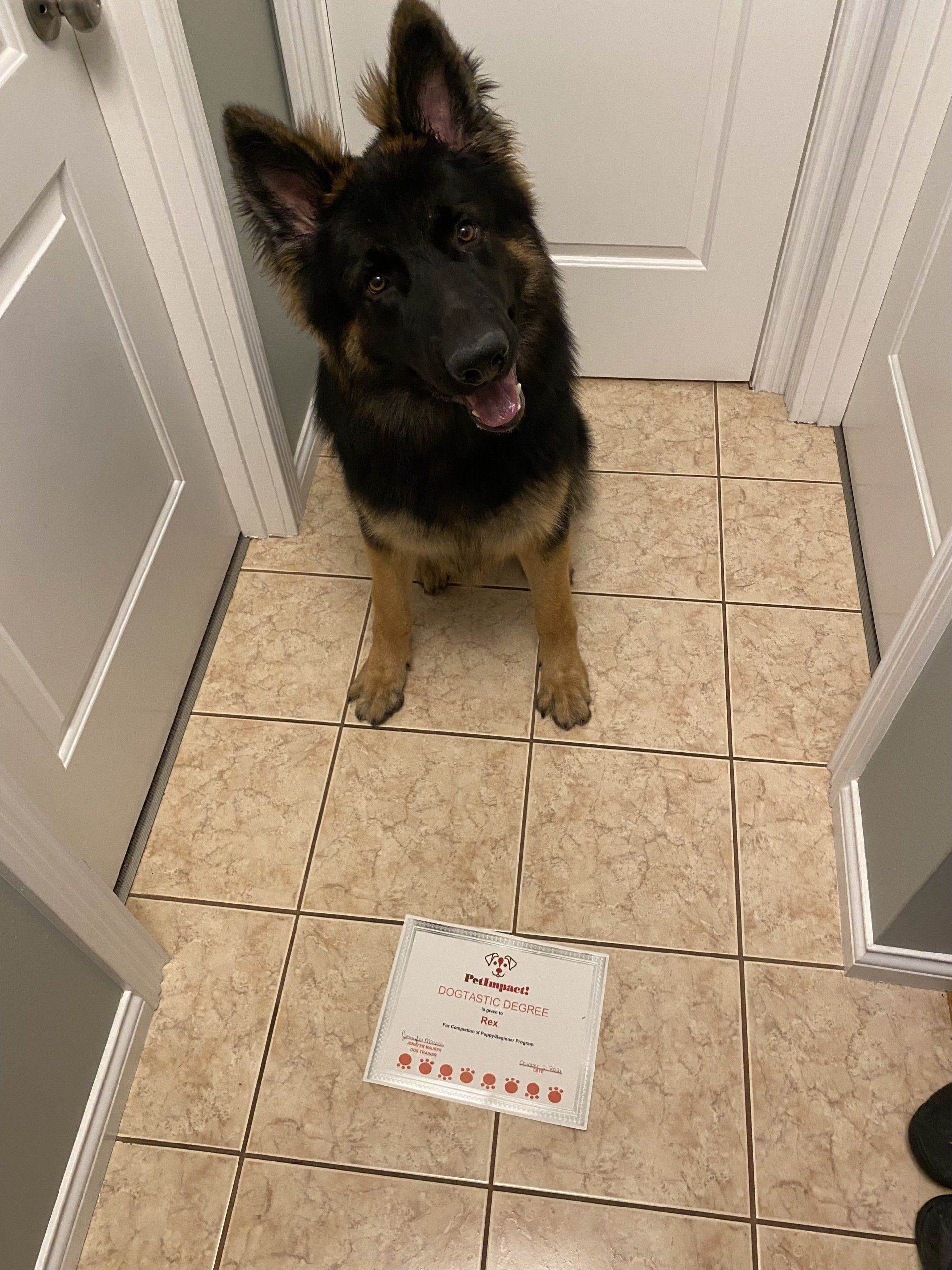 German Shepherd dog standing, looking up, by a small paper on tile floor.