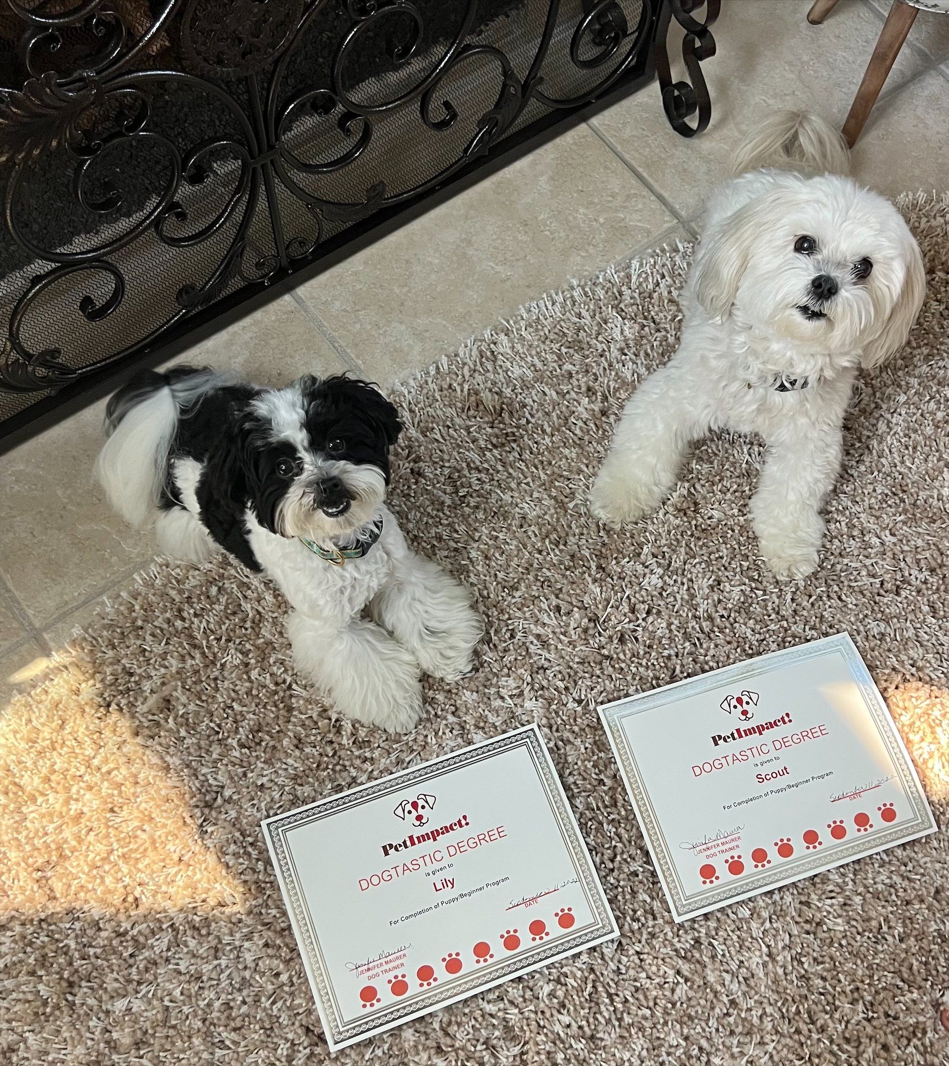 Lily & Scout — St. Louis, MO — PetImpact! Dog Training