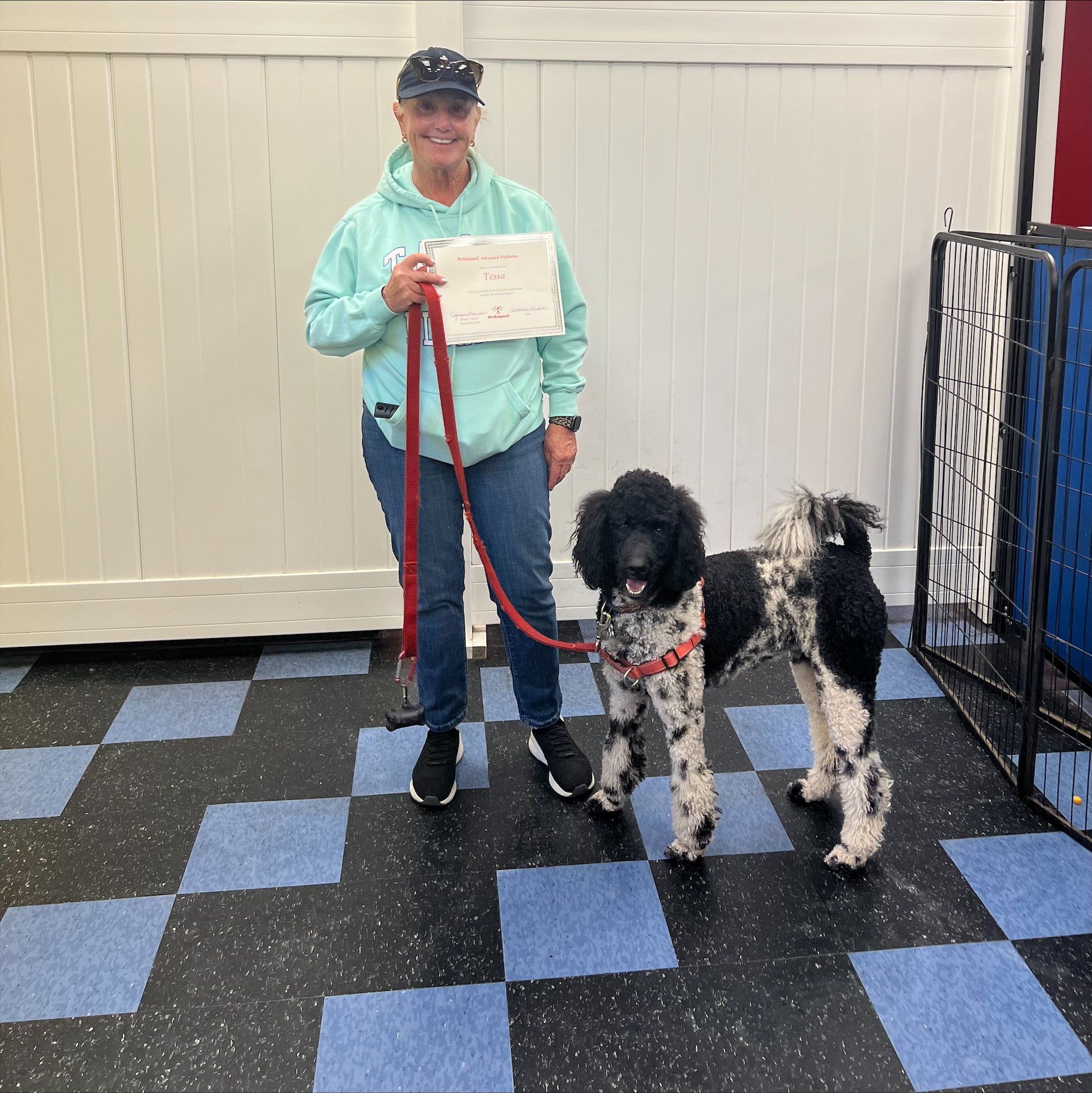 Tessa — St. Louis, MO — PetImpact! Dog Training