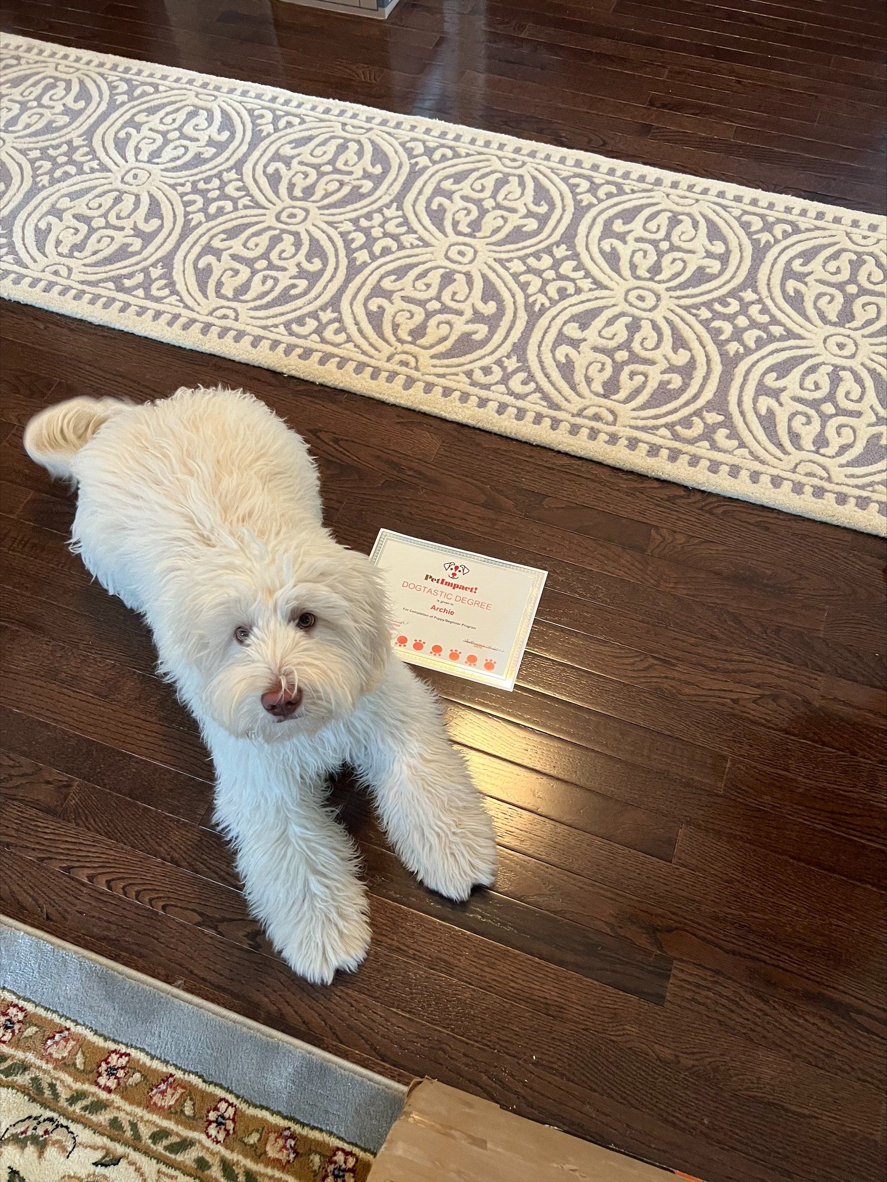 Dog Sitting — St. Louis, MO — PetImpact! Dog Training