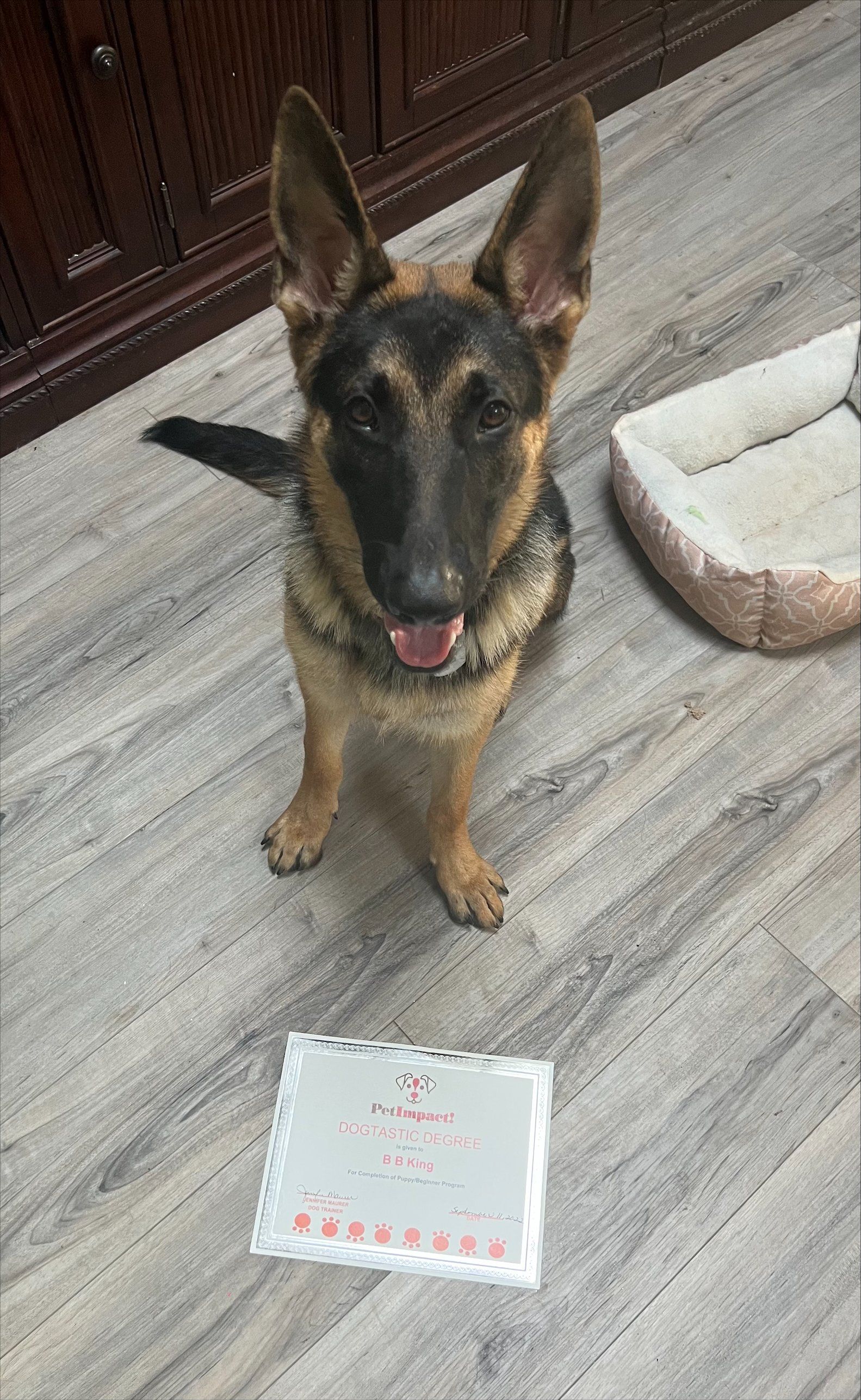 German Shepherd dog with tongue out, sitting in front of a document on wooden floor near a dog bed.