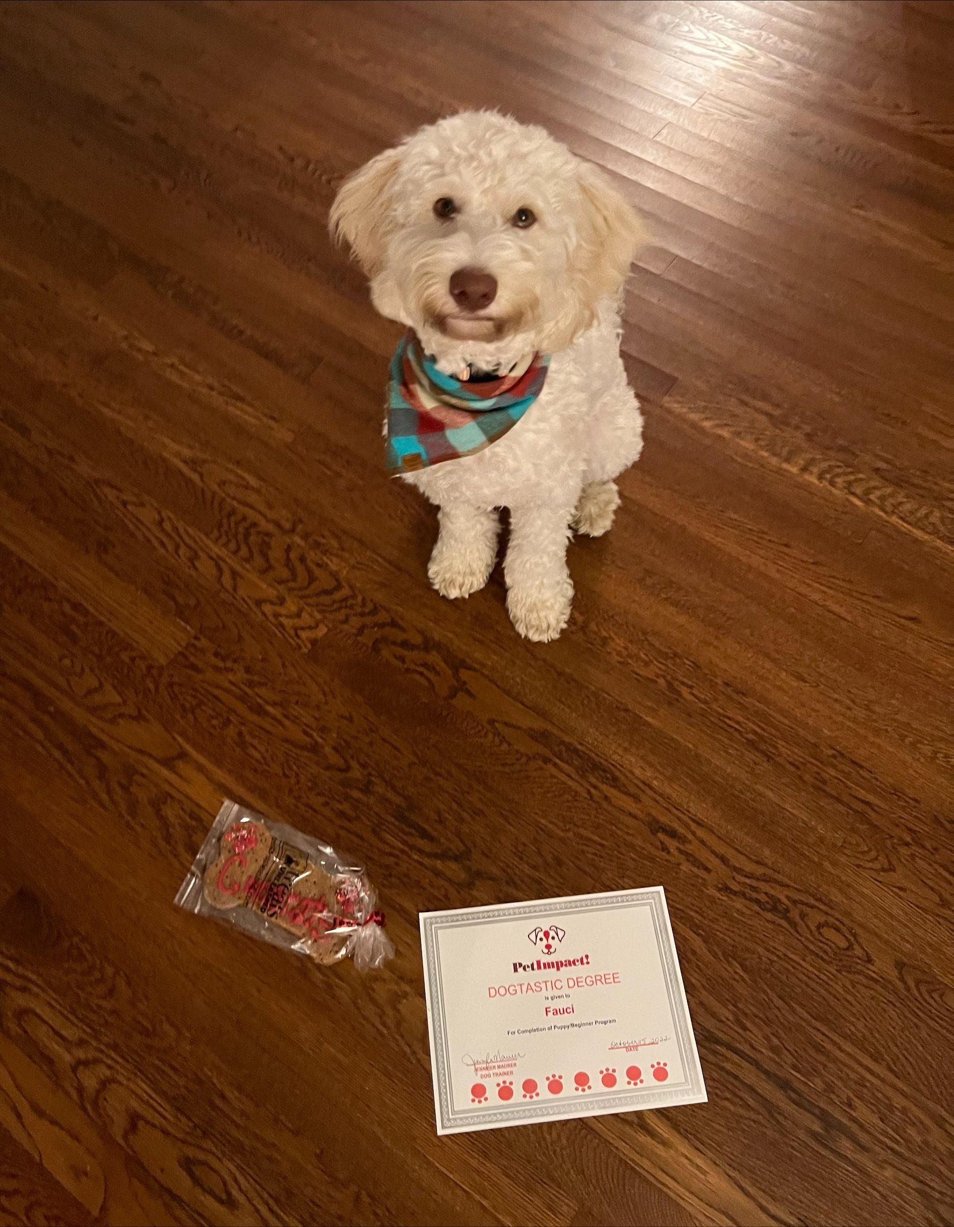 White poodle wearing a bandana sits by a bag of treats and a certificate on a wood floor.