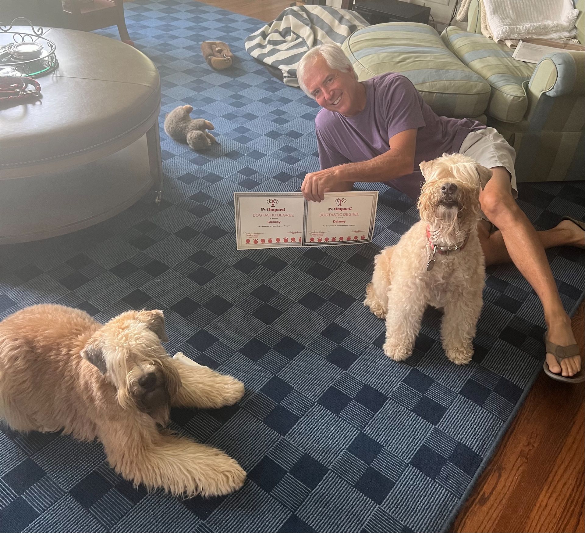 Man with two wheaten terriers and a certificate on a blue patterned rug.