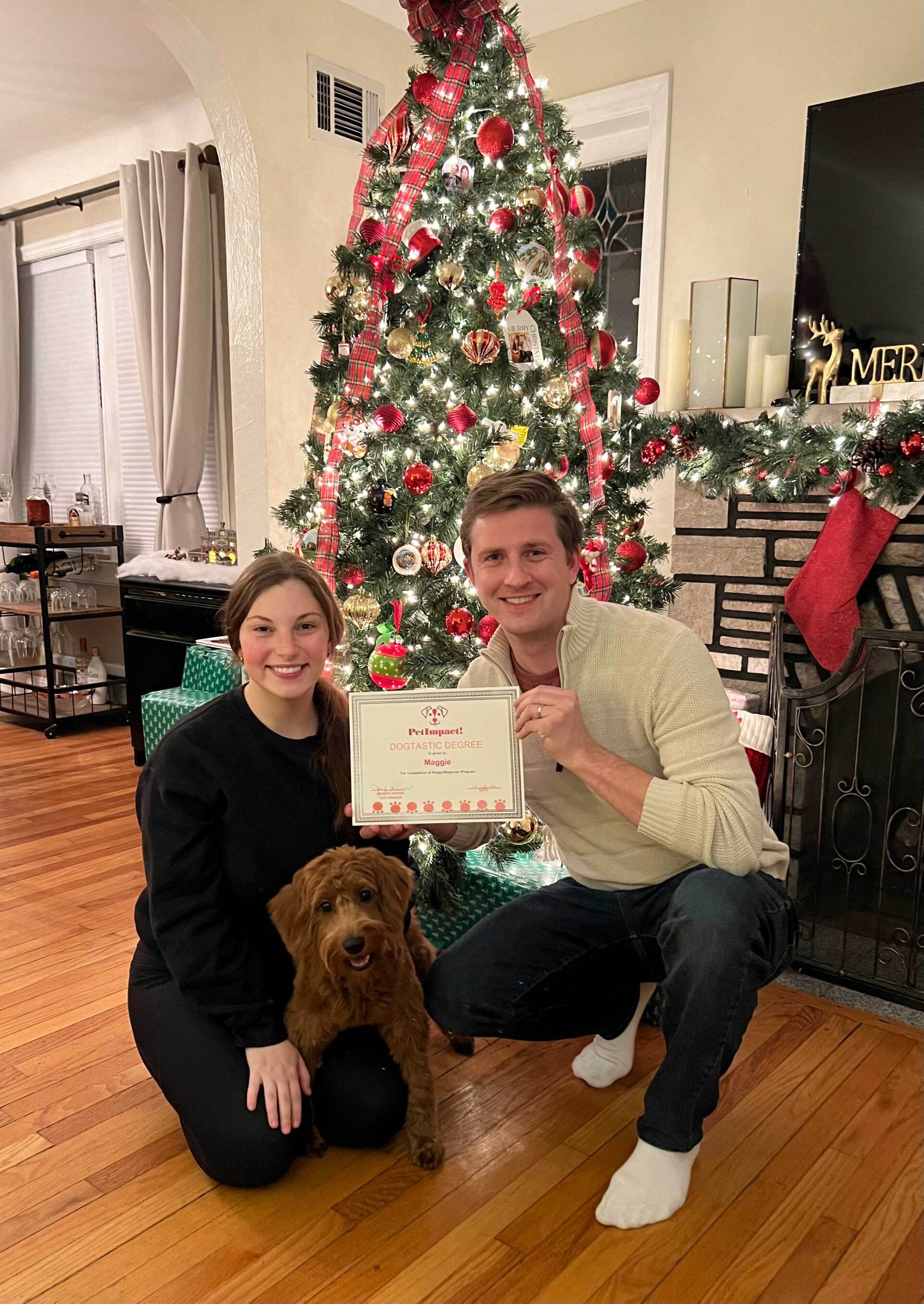 Newly Graduate Brown Dog  — St. Louis, MO — PetImpact! Dog Training