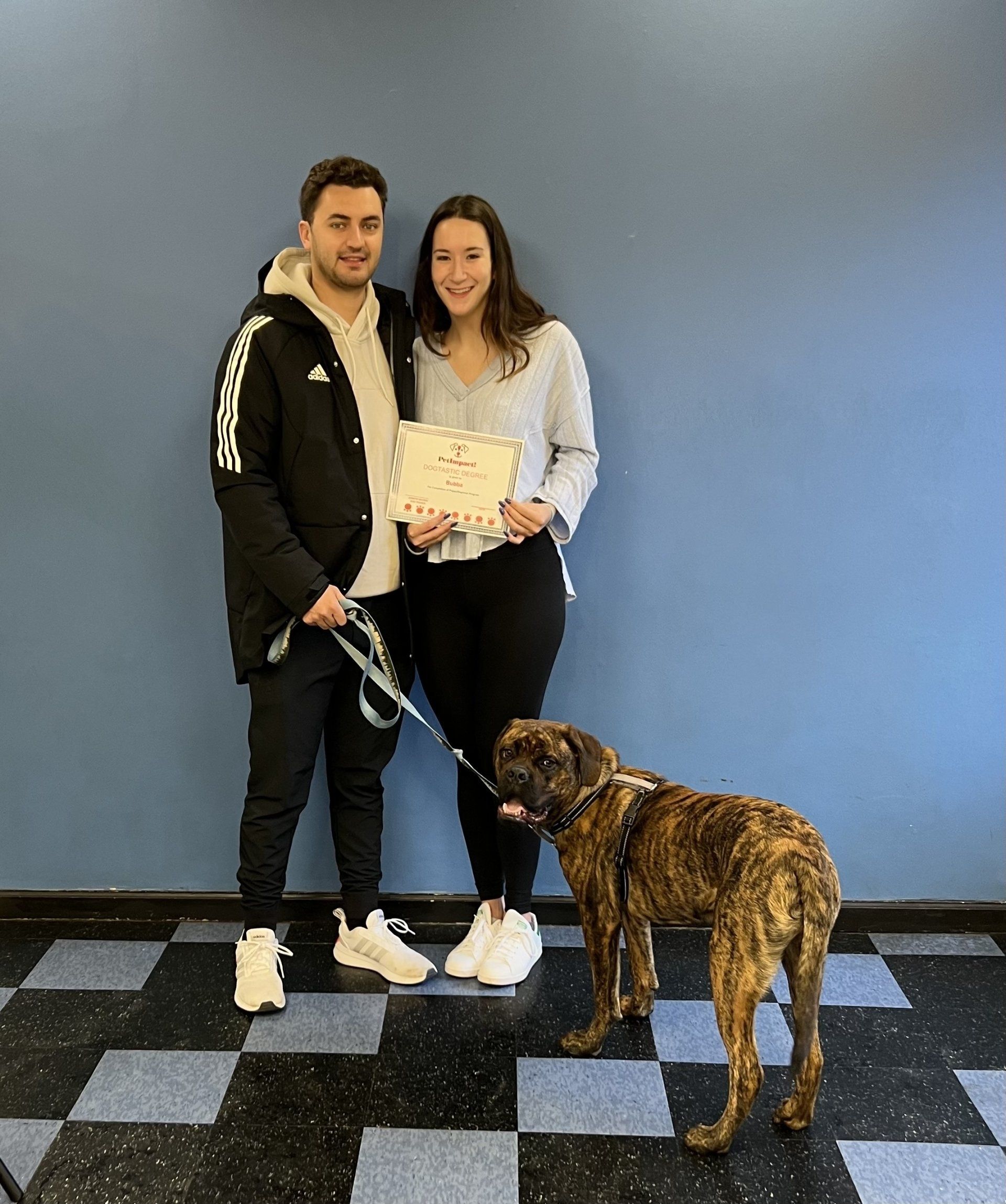 Newly Graduated Brown Dog — St. Louis, MO — PetImpact! Dog Training