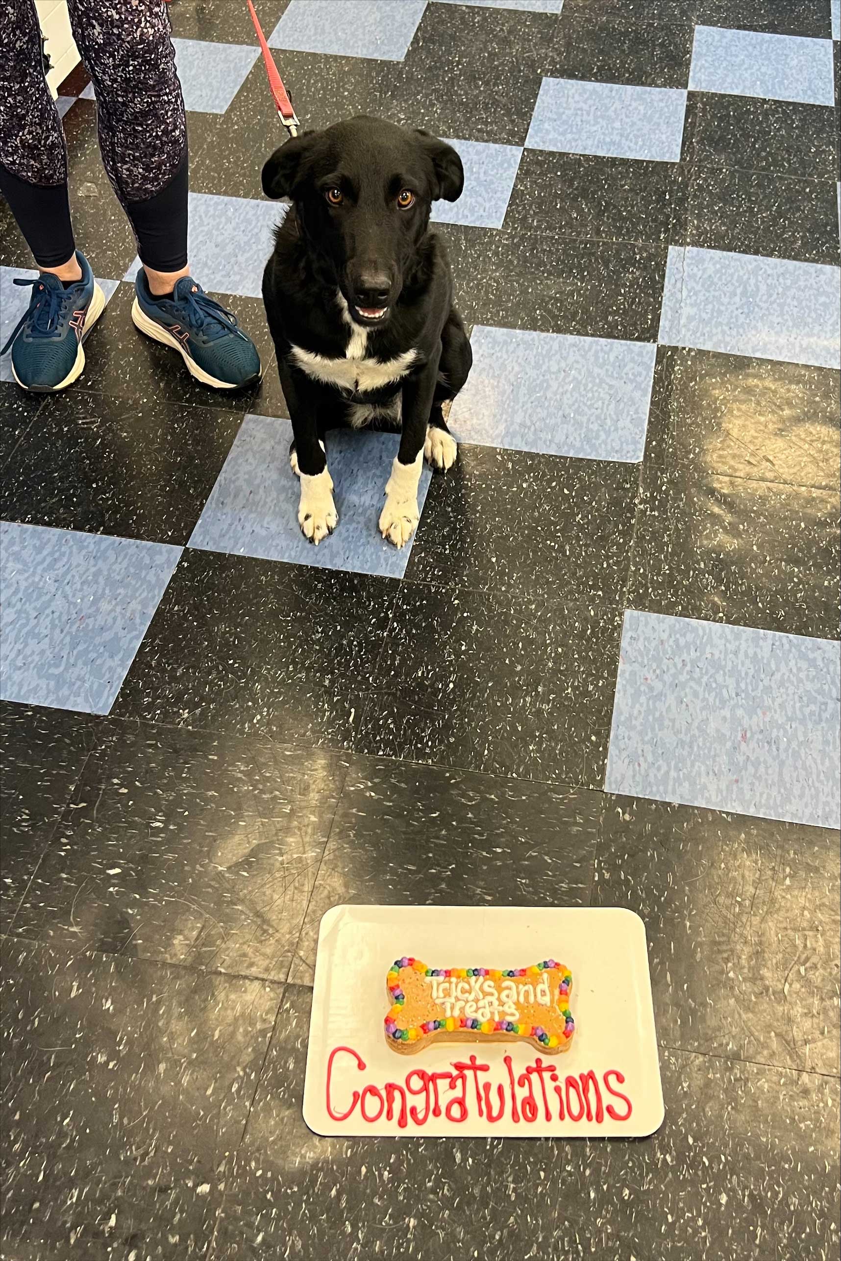 Black Dog — St. Louis, MO — PetImpact! Dog Training