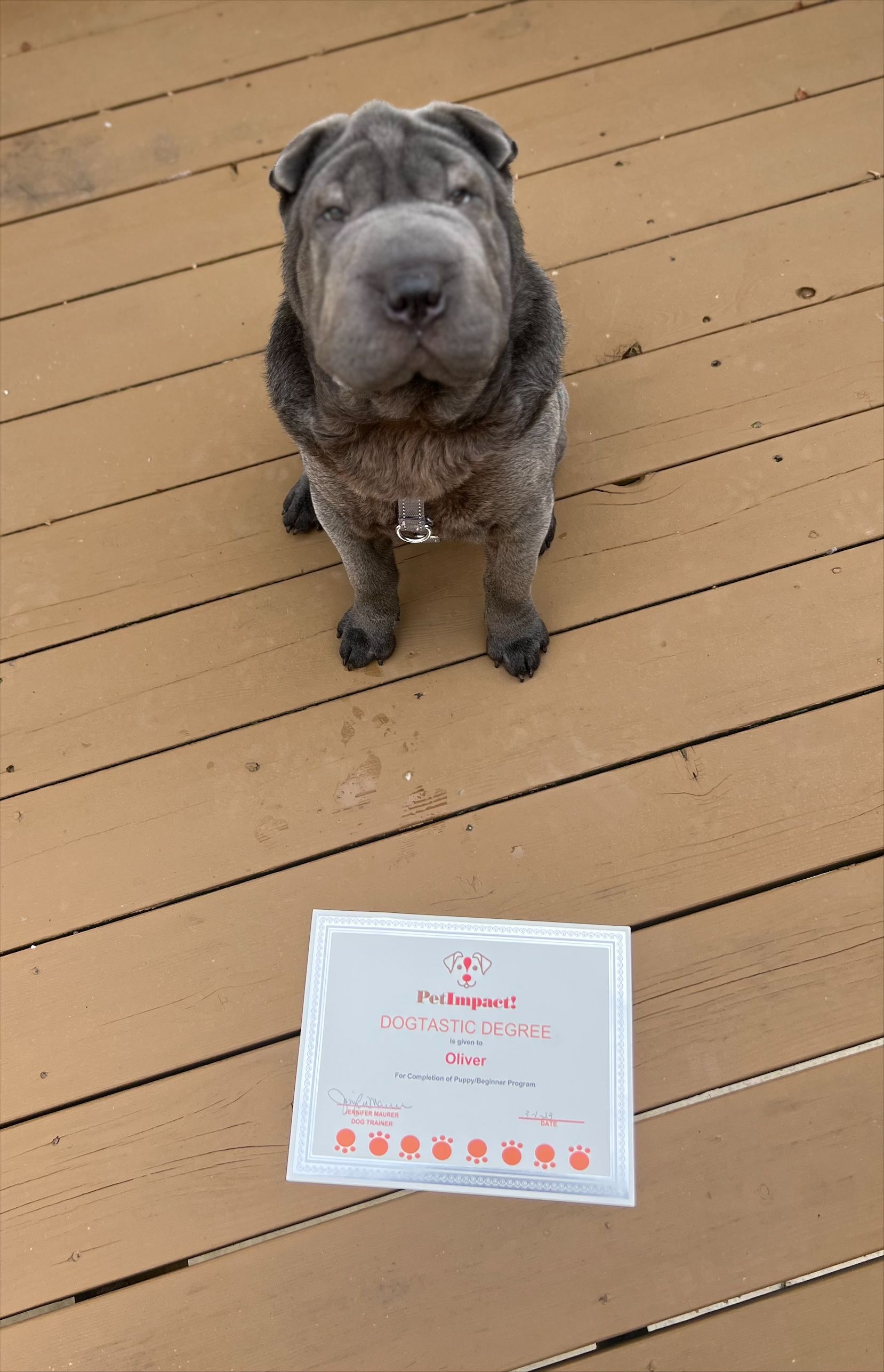 Gray Dog — St. Louis, MO — PetImpact! Dog Training