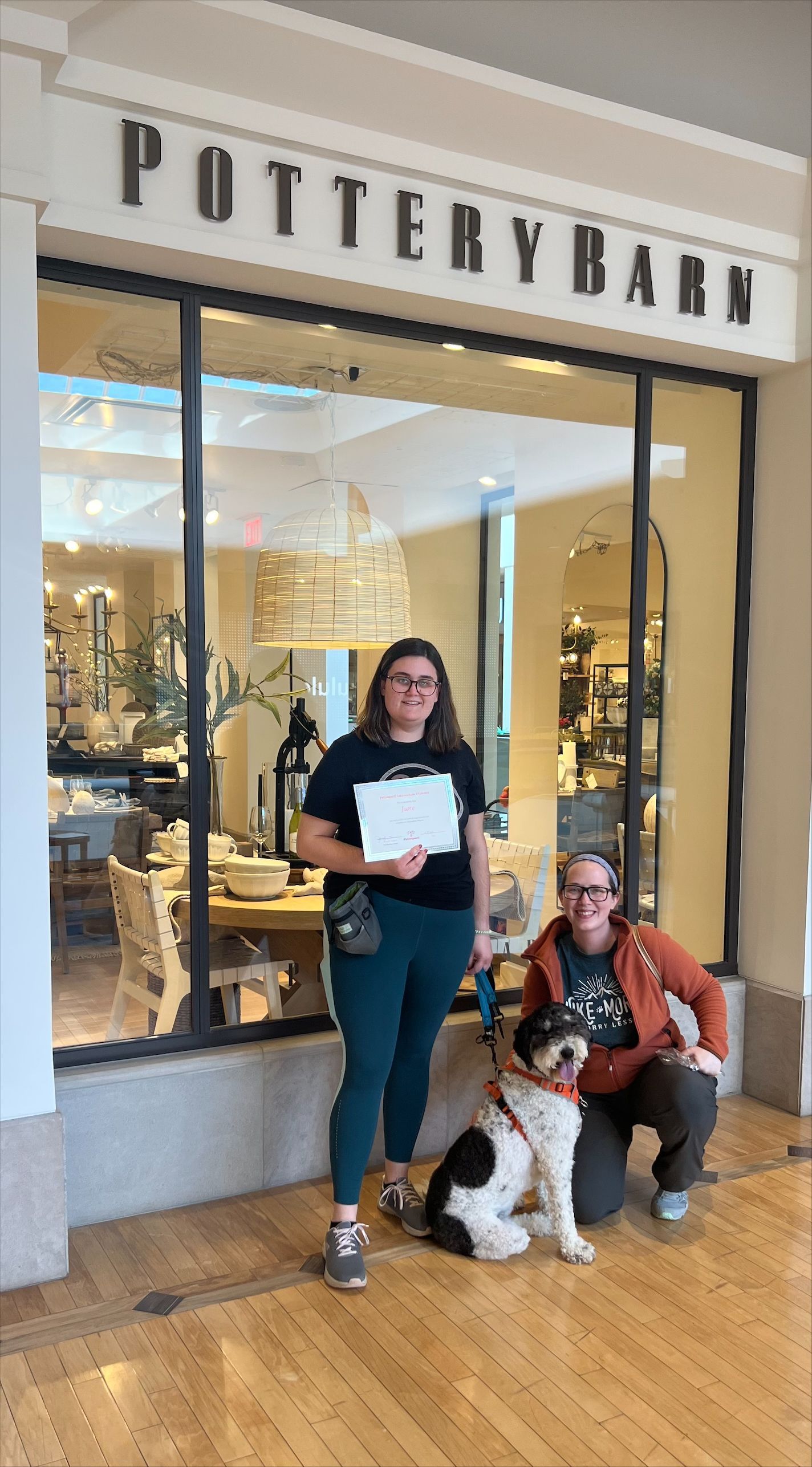 Group Dog photo — St. Louis, MO — PetImpact! Dog Training