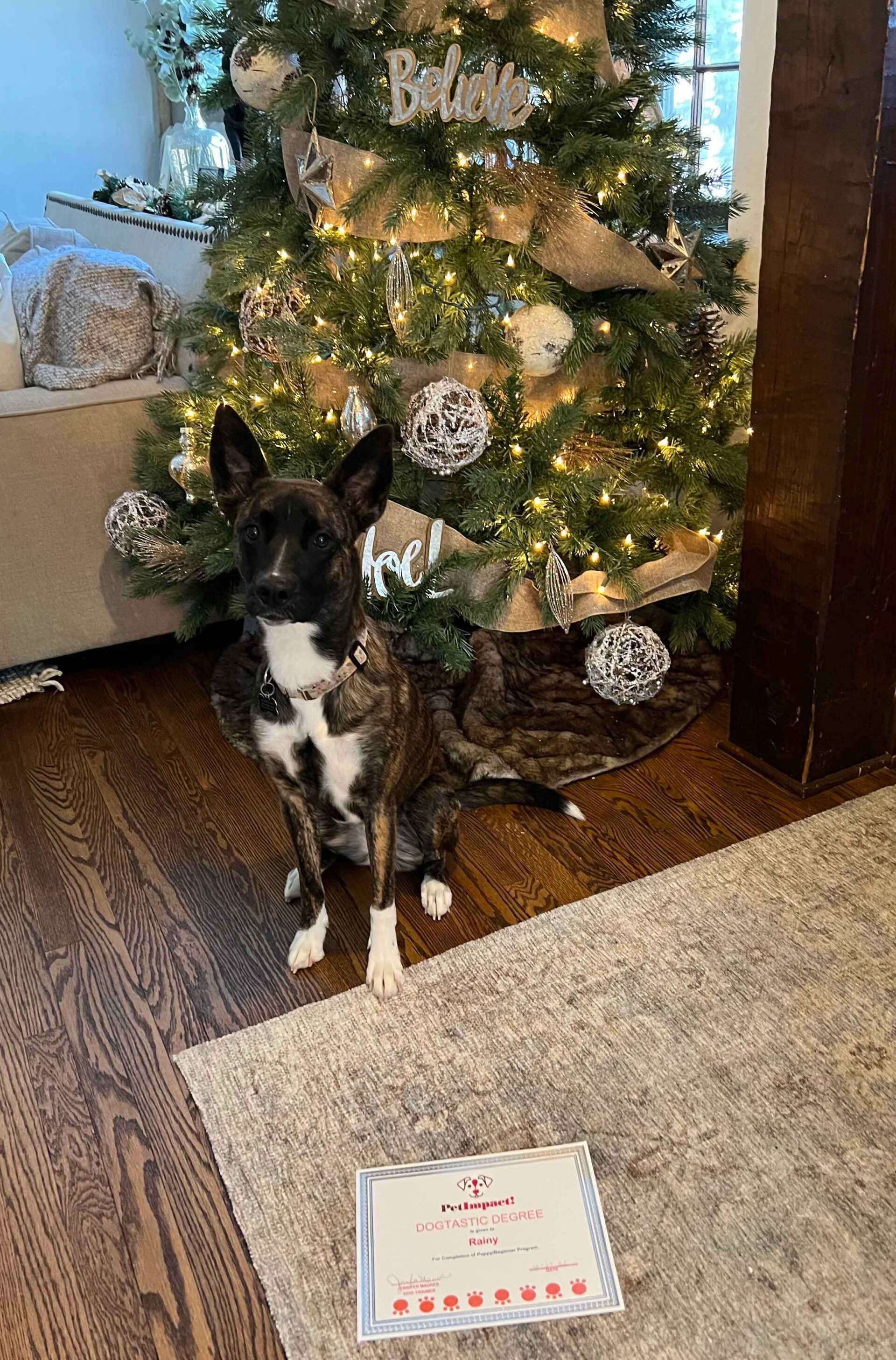 Newly Graduate Black and White Dog  — St. Louis, MO — PetImpact! Dog Training