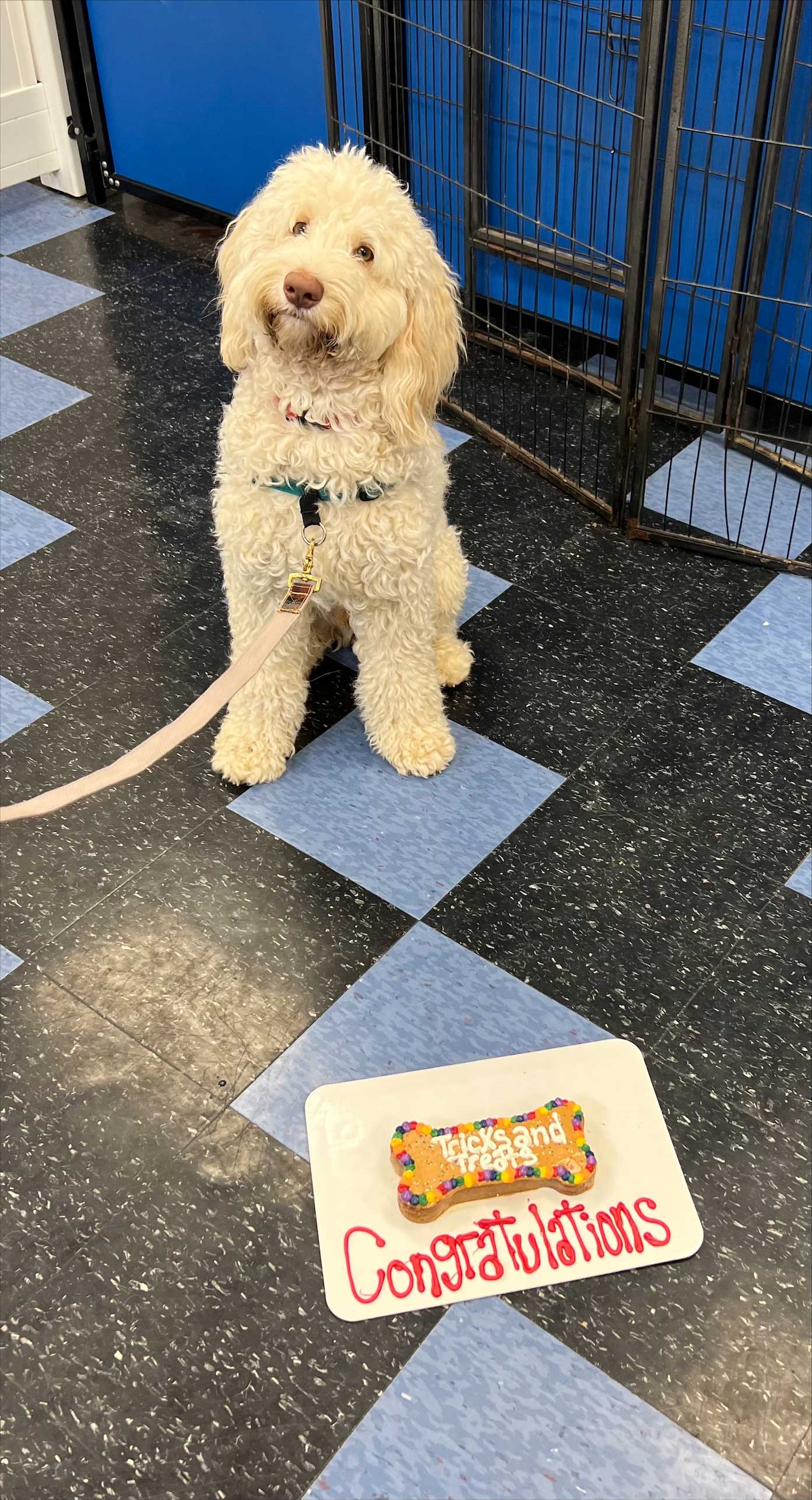 Fluffy Dog — St. Louis, MO — PetImpact! Dog Training