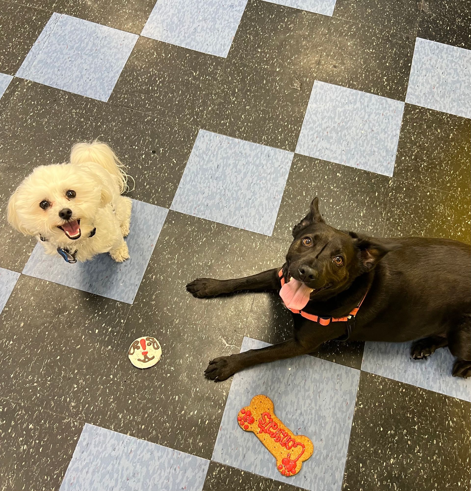 Dogs Playing — St. Louis, Mo — Petimpact!