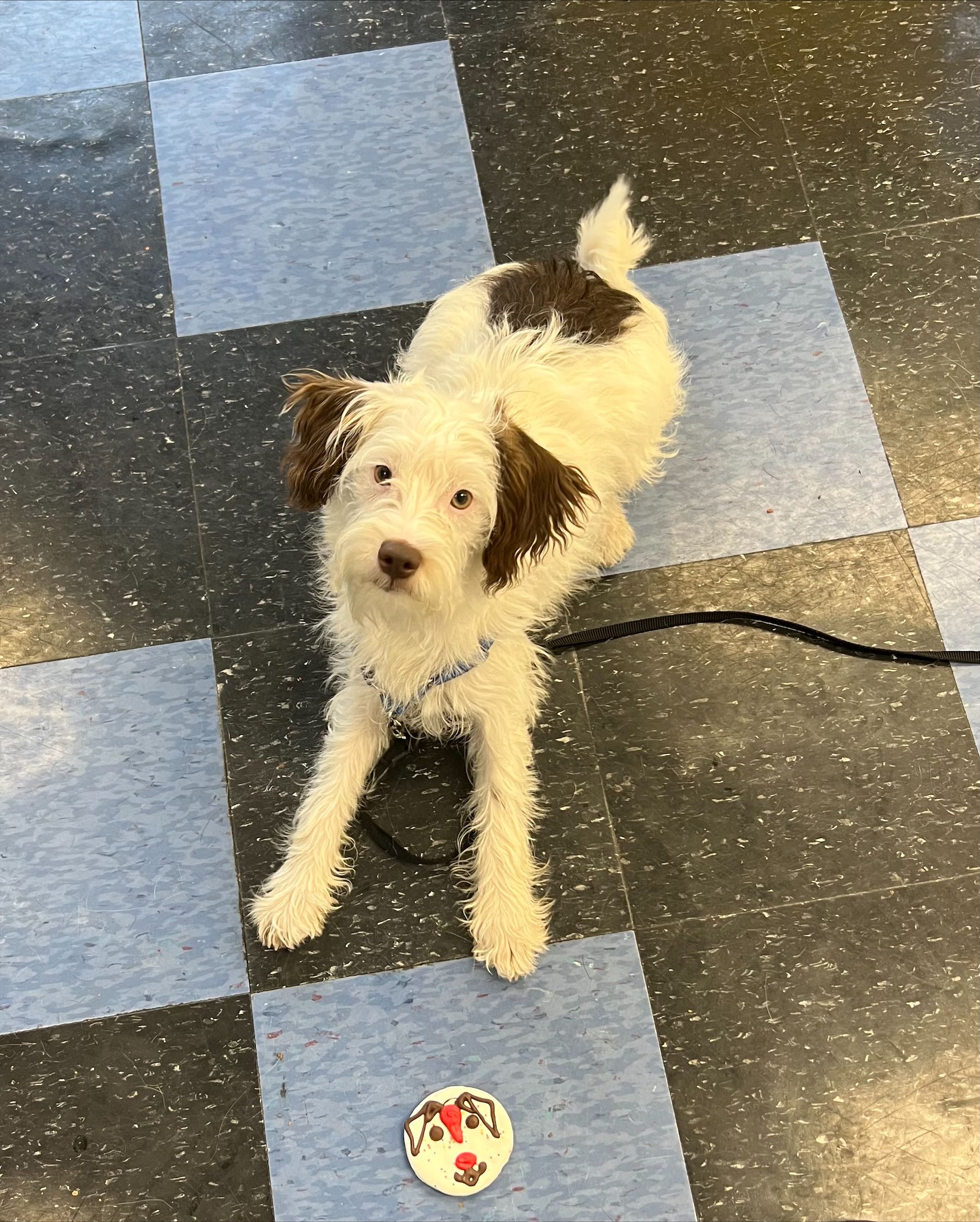 A Dog Looking At The Camera — St. Louis, MO — PetImpact!