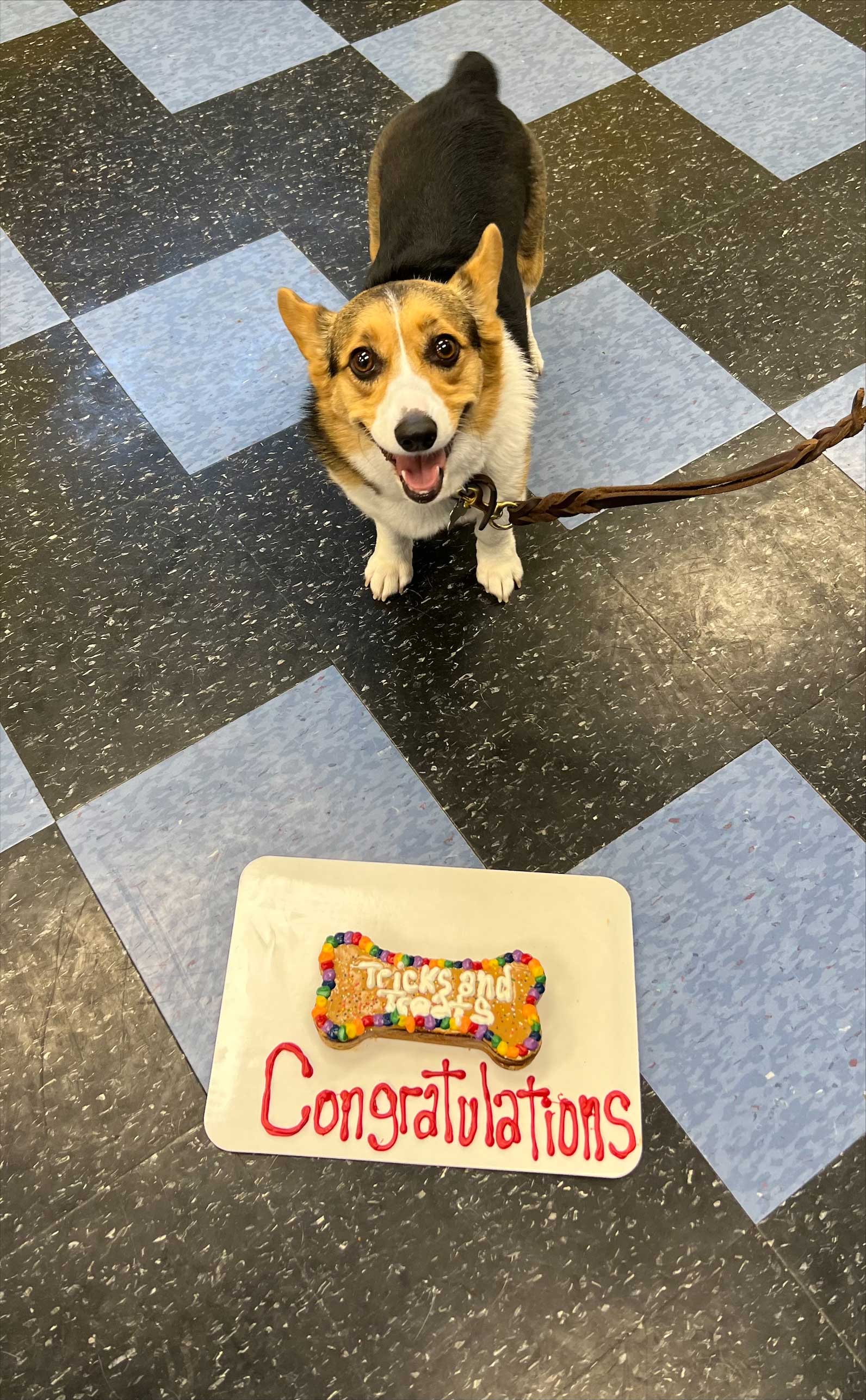 Happy Dog — St. Louis, MO — PetImpact! Dog Training