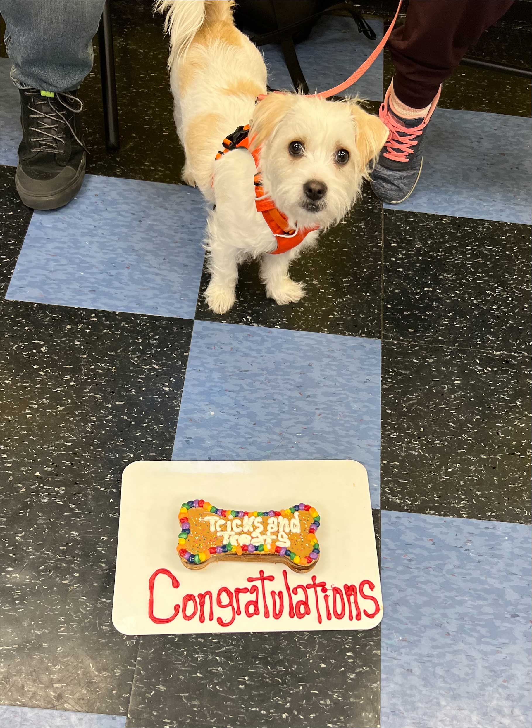 White Dog — St. Louis, MO — PetImpact! Dog Training