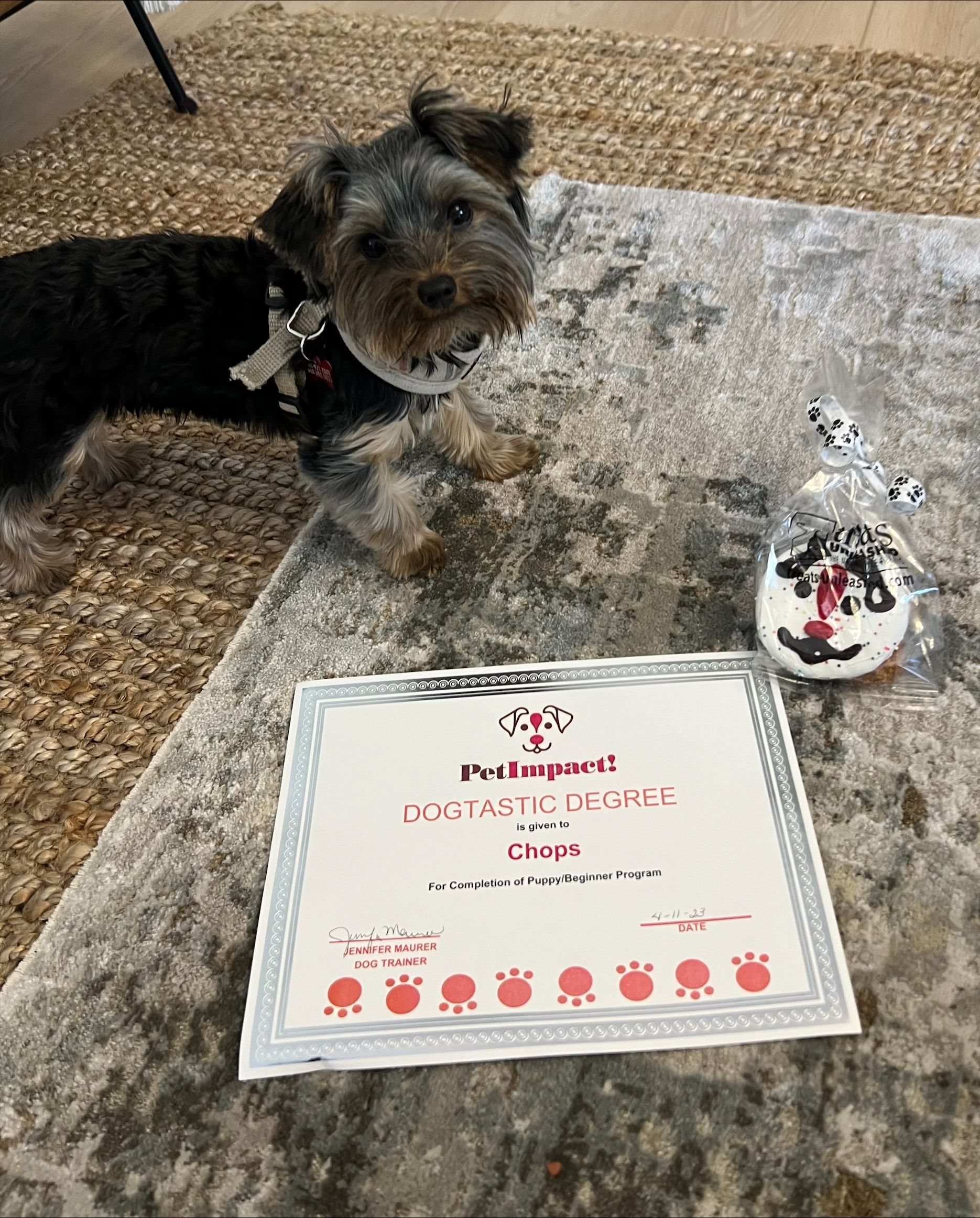Dog with His Certificate — St. Louis, MO — PetImpact!