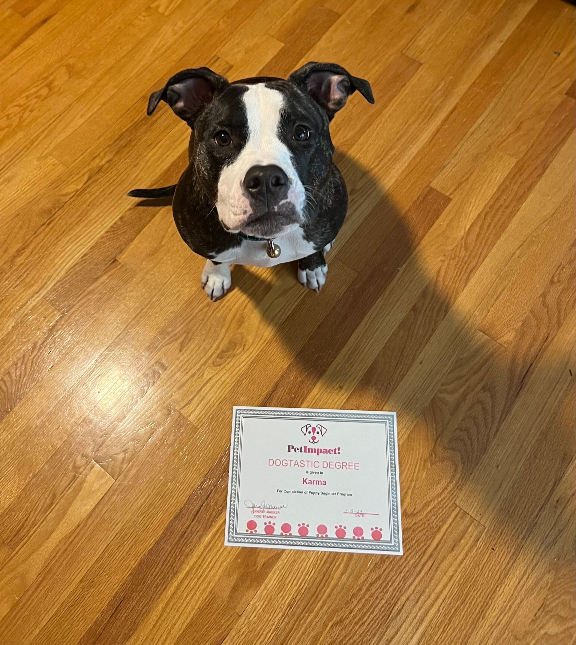 Newly Graduated Dog with Certificate — St. Louis, MO — PetImpact! Dog Training