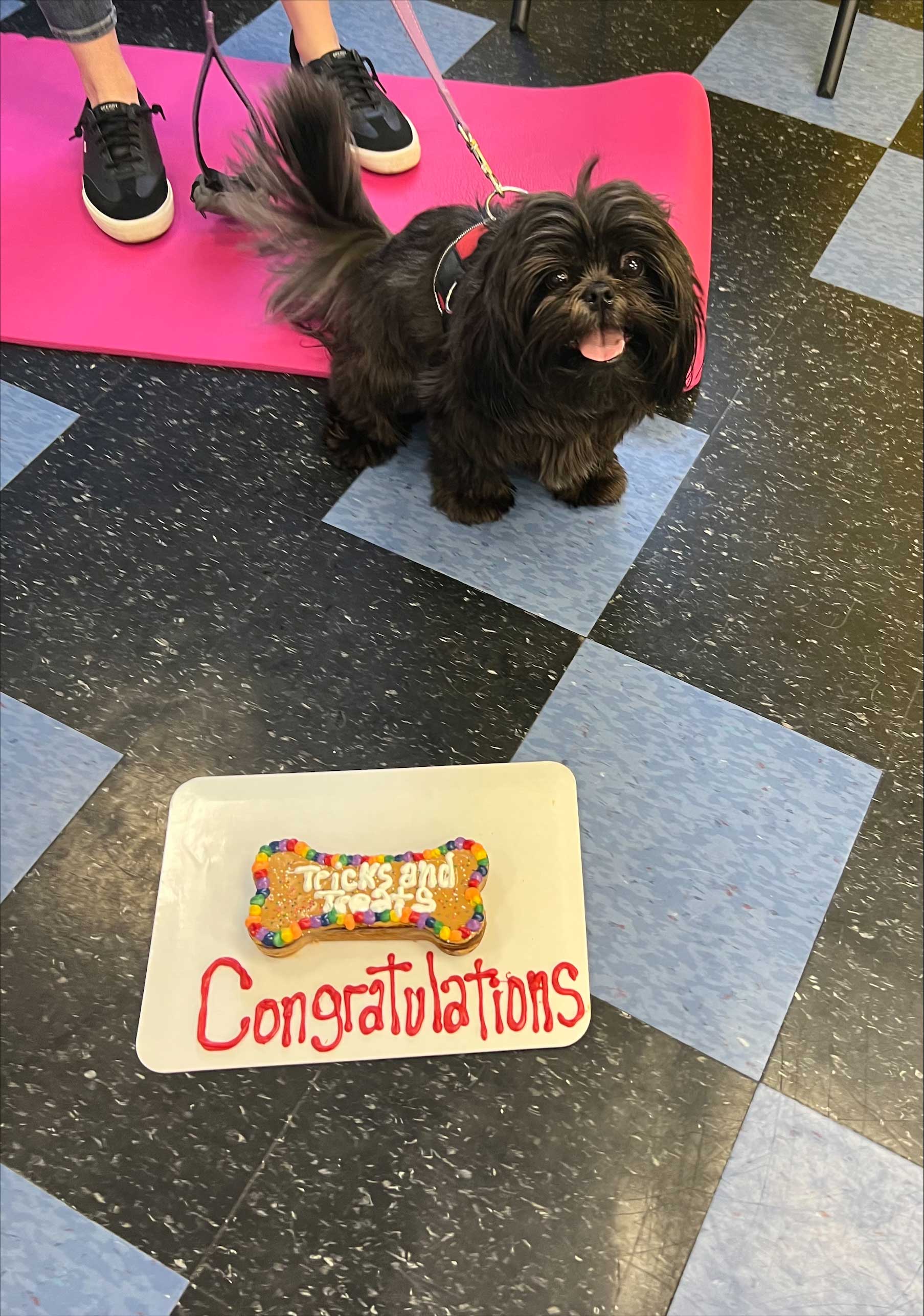 Fluffy Black Dog — St. Louis, MO — PetImpact! Dog Training