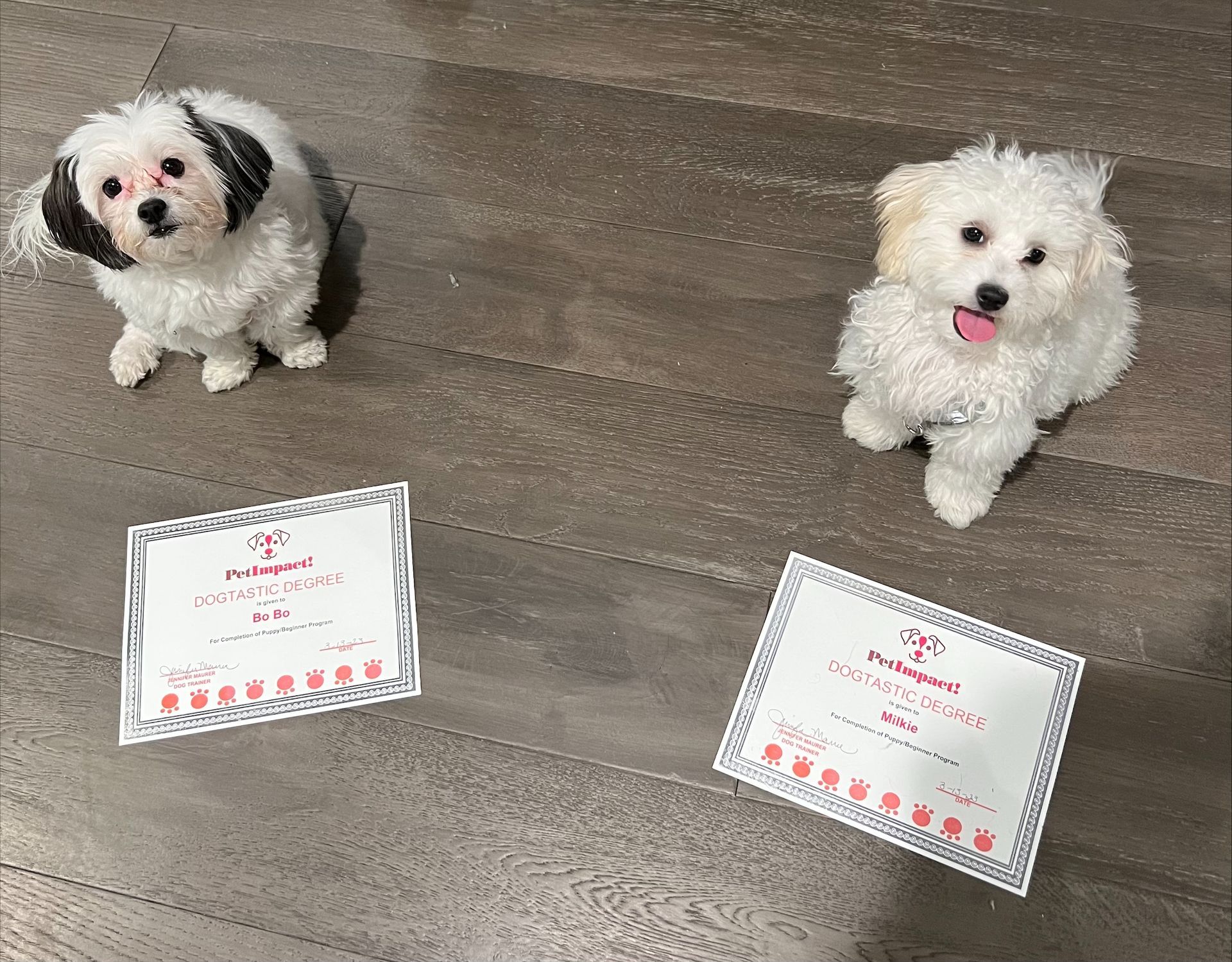 Two Fluffy Dog — St. Louis, MO — PetImpact! Dog Training