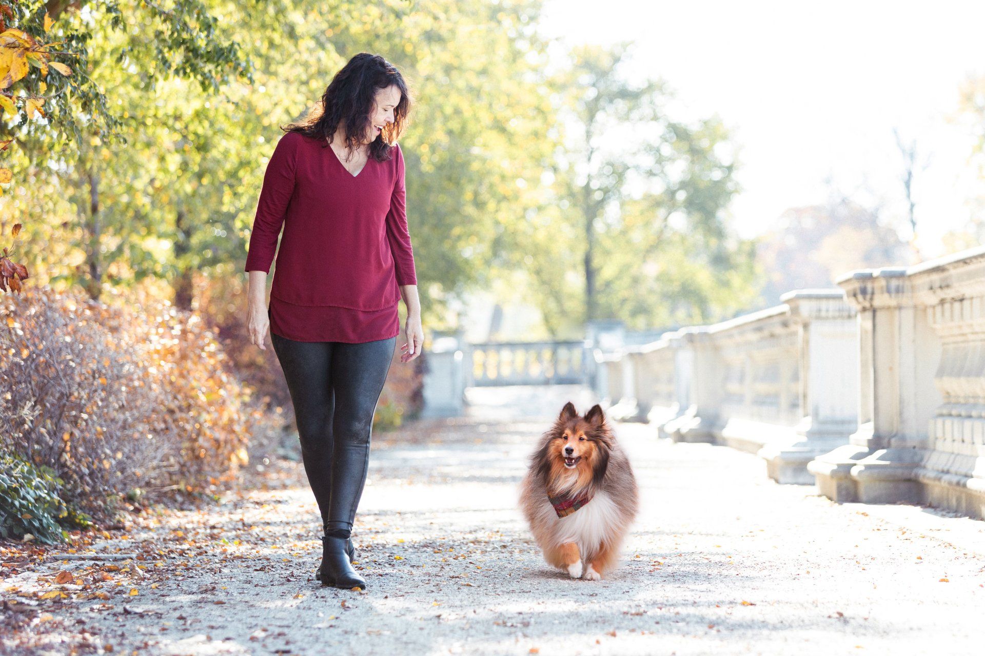 Dog Walking — St. Louis, MO — PetImpact!