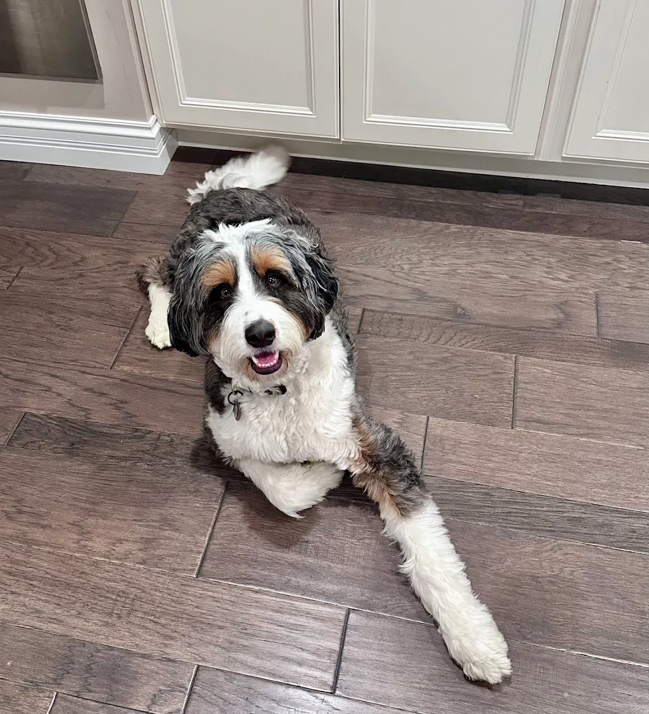 Smiling, tricolor Bernedoodle dog lies on dark wood floor, looking up. White cabinets in the background.