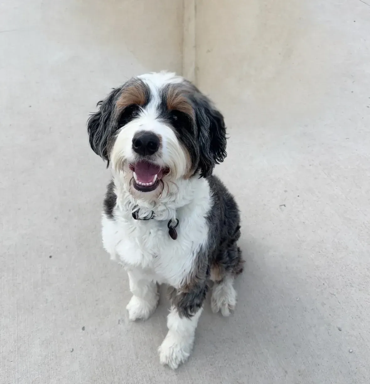 Smiling, tri-color Bernedoodle dog sitting on concrete.