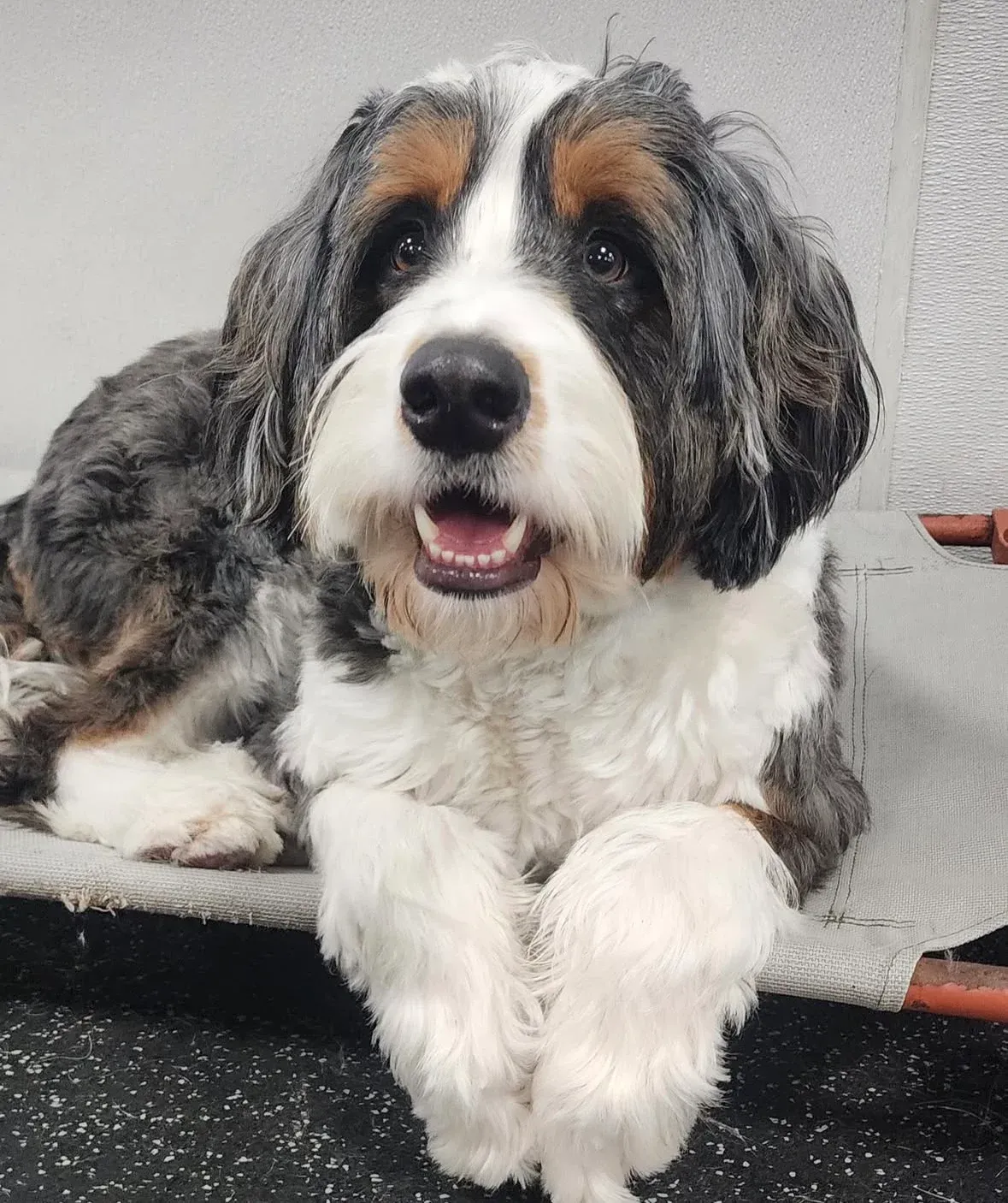 Fluffy, tri-color Bernedoodle dog with a happy expression lying down.