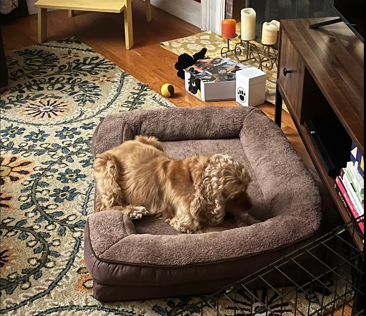 Golden Cocker Spaniel dog lying in a brown bed on a patterned rug in a room.