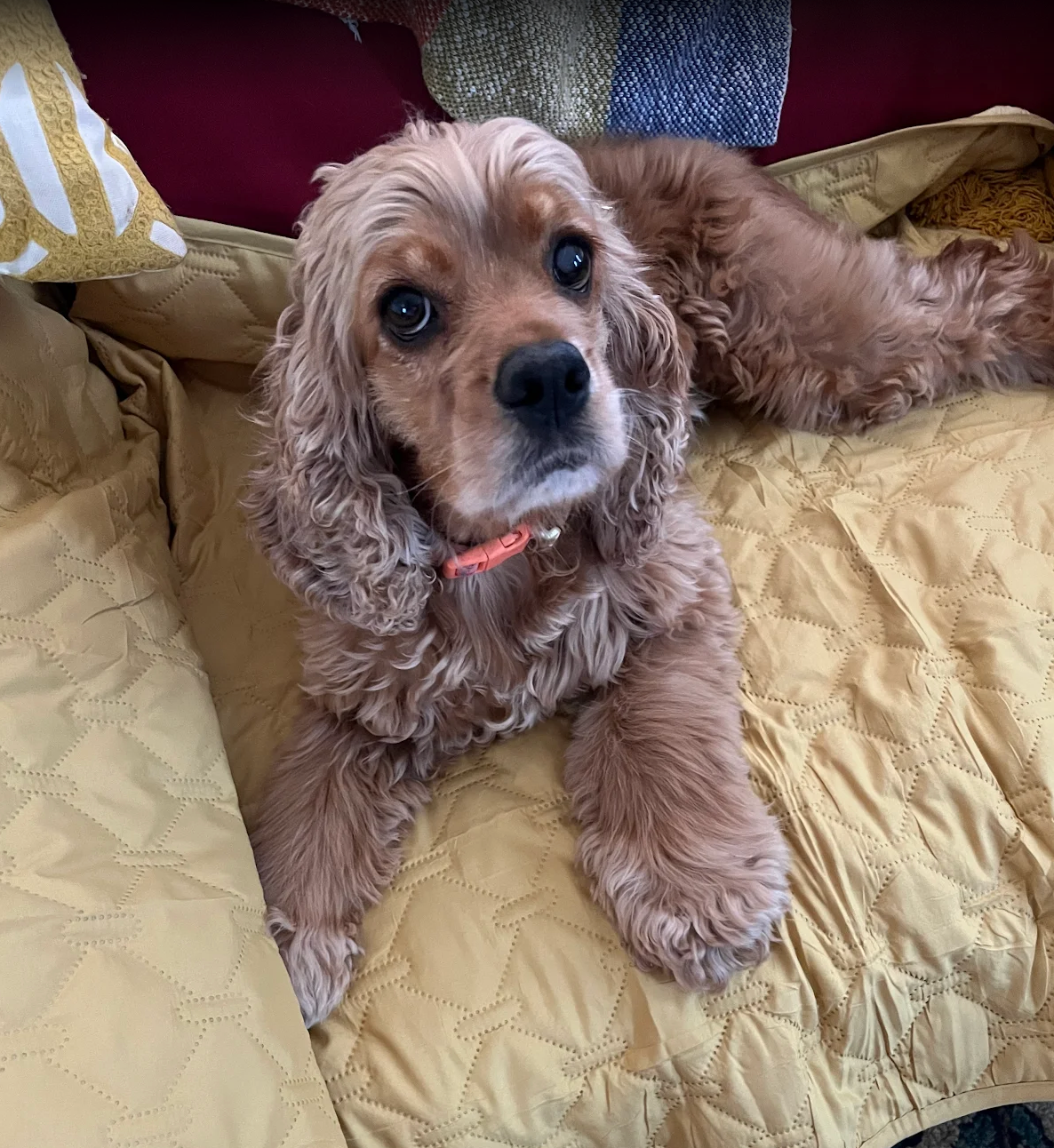 Brown Cocker Spaniel dog lying on a yellow quilted blanket, wearing a pink collar.
