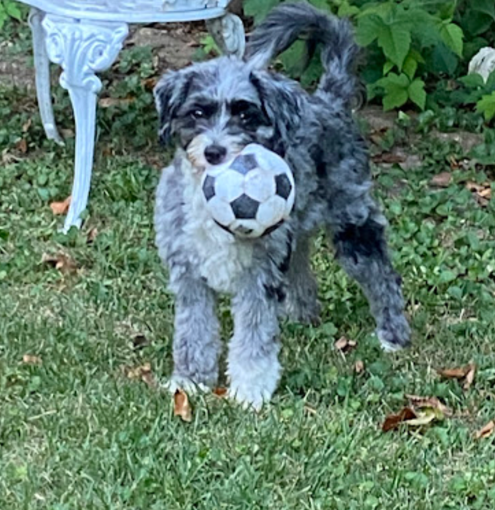 A small dog is holding a soccer ball in its mouth.