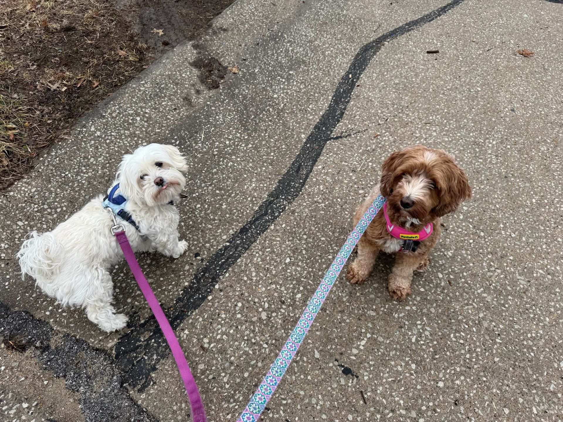 A white dog and a brown, curly-haired puppy sit on a paved path, each wearing a harness and attached to a colorful leash.