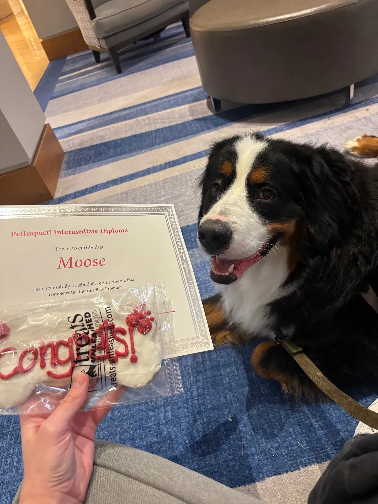 Dog named Mouse with a diploma and congratulatory cookie, smiling, lying on blue carpet.