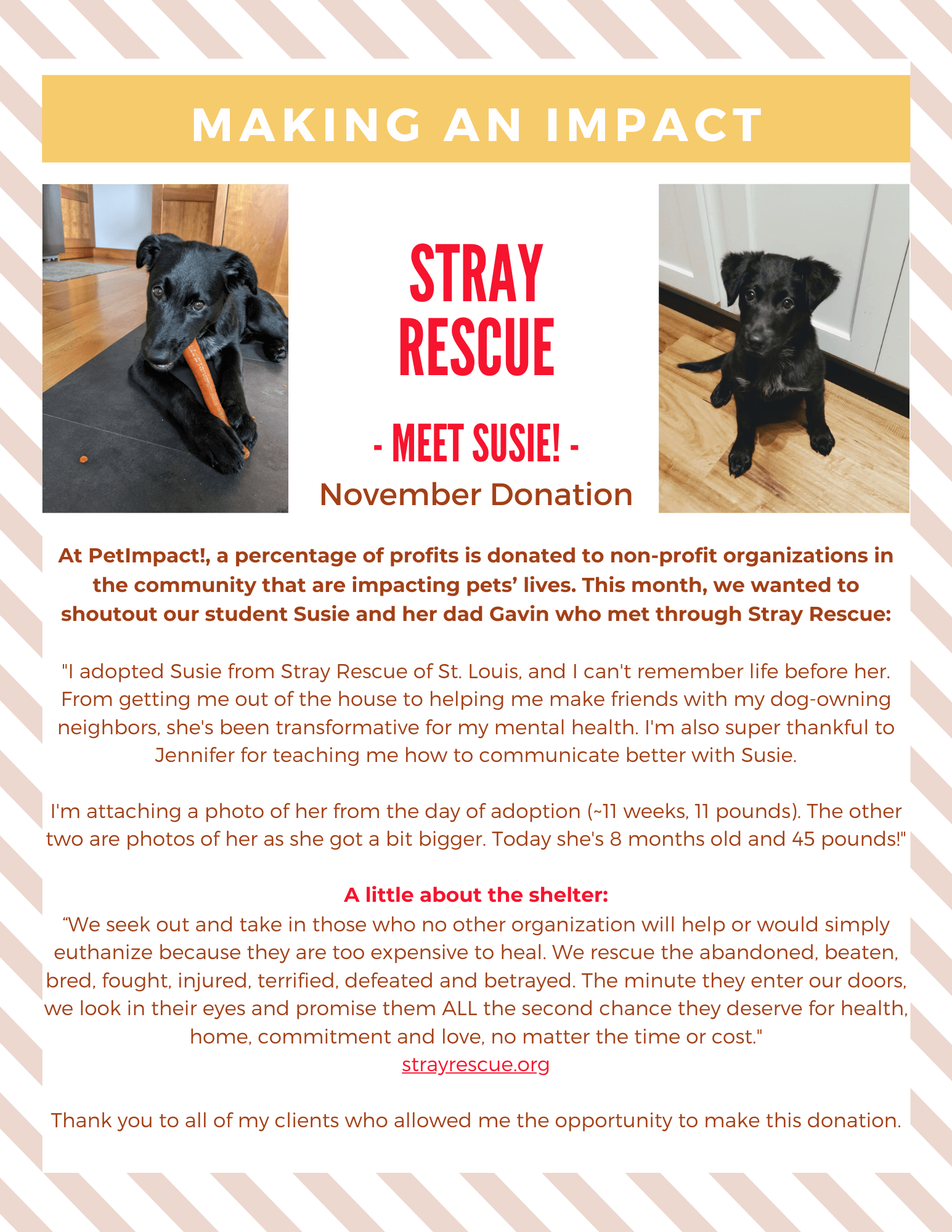 Poster for Stray Rescue, featuring photos of a black dog named Susie. Text discusses donations and thanks supporters.