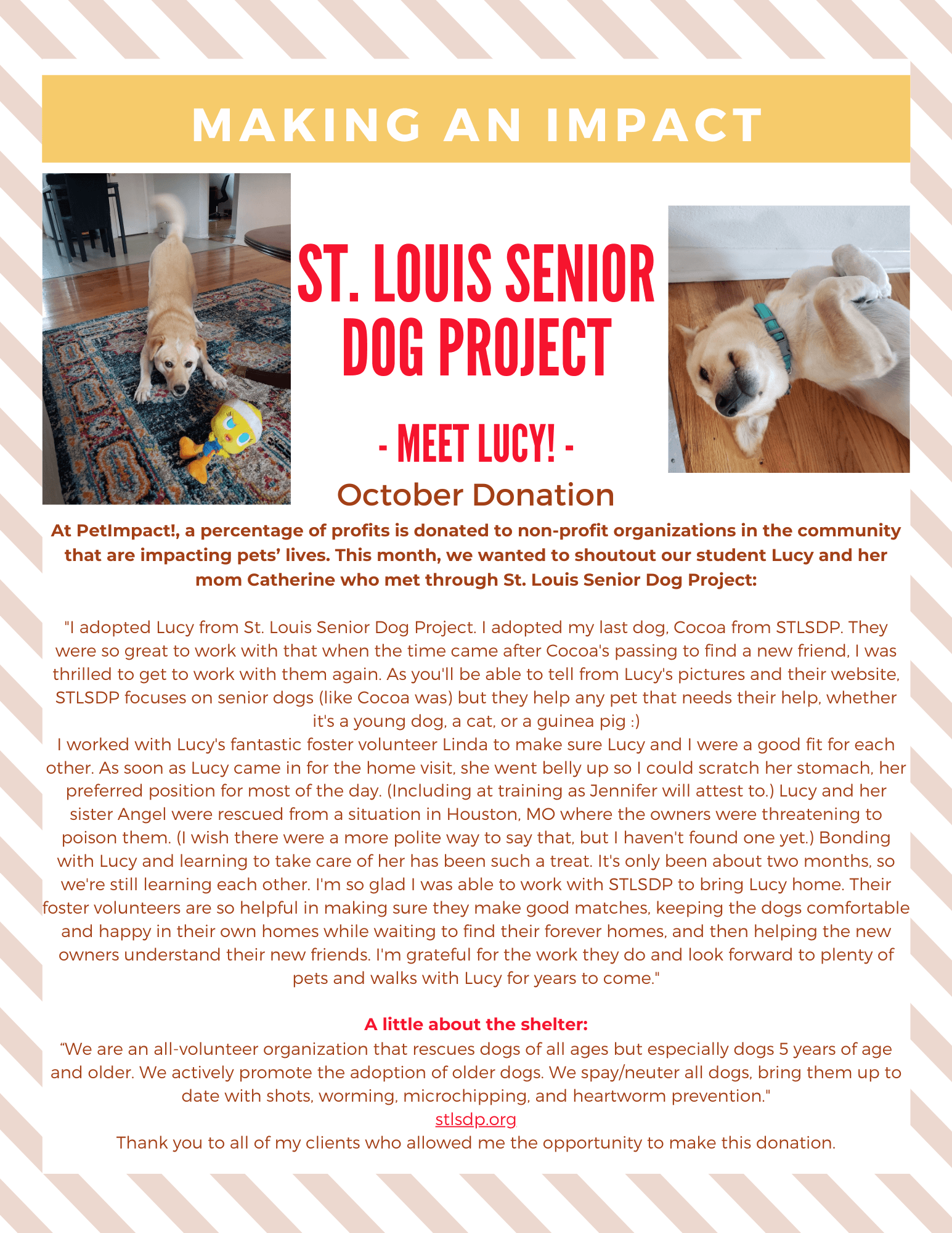 Flyer for St. Louis Senior Dog Project, featuring a photo of a dog and information about October donations.