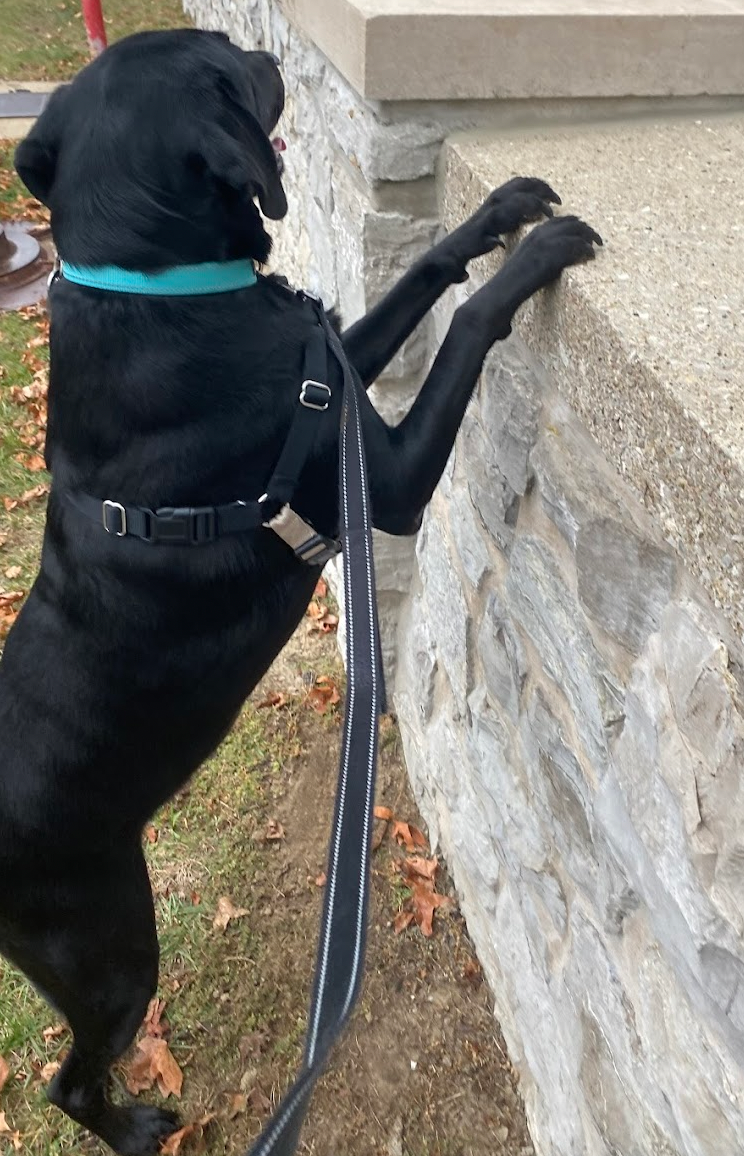 A small dog is holding a soccer ball in its mouth.
