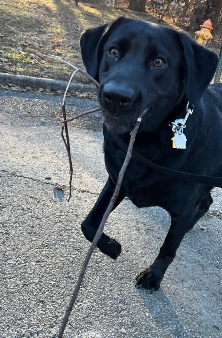 A woman standing next to a small dog holding a certificate