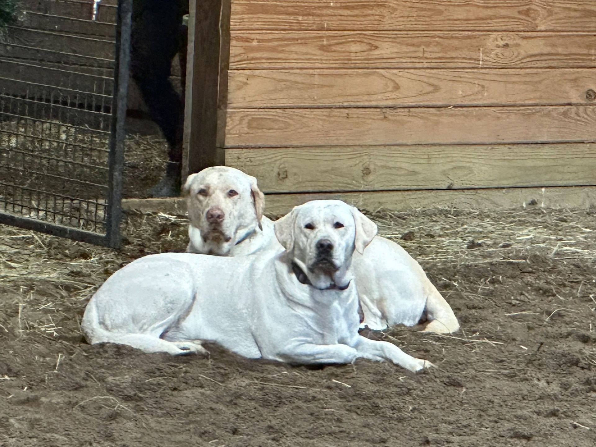 Two light-colored Labrador retrievers lying on dirt ground in front of a wooden structure.