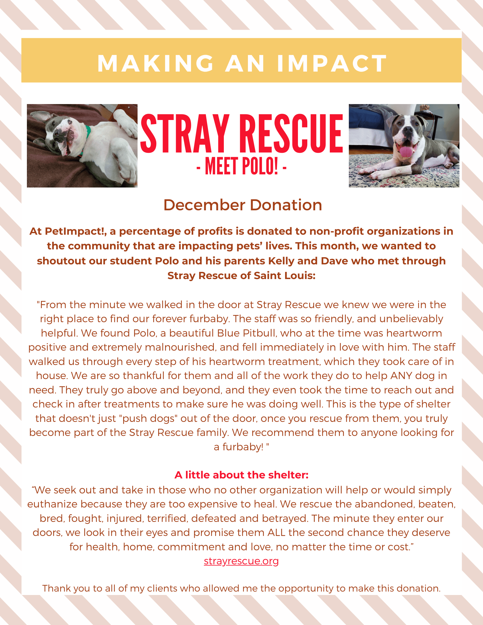 Flyer for Stray Rescue of St. Louis, featuring photos of dogs and describing their impact.