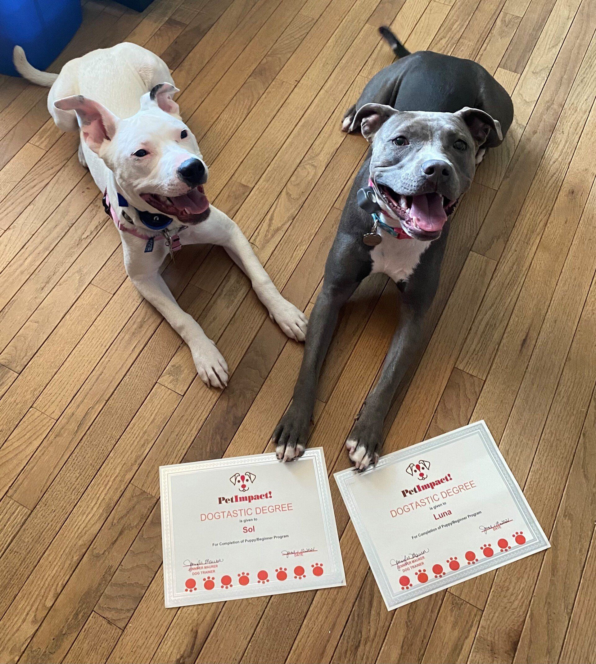 Two Dogs with Certificates — St. Louis, MO — PetImpact!