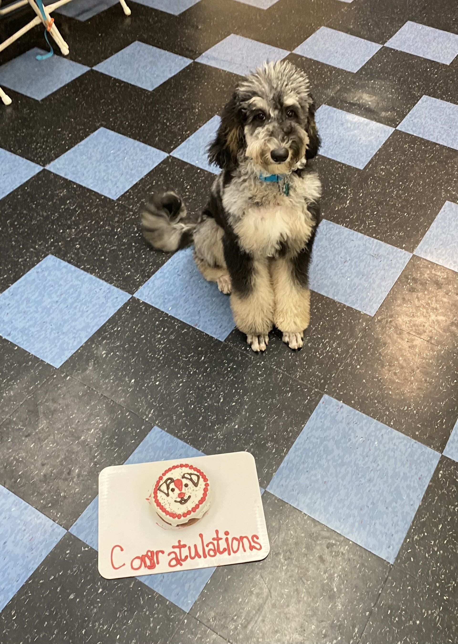 Cute Dog With a Celebratory Cake — St. Louis, MO — PetImpact!