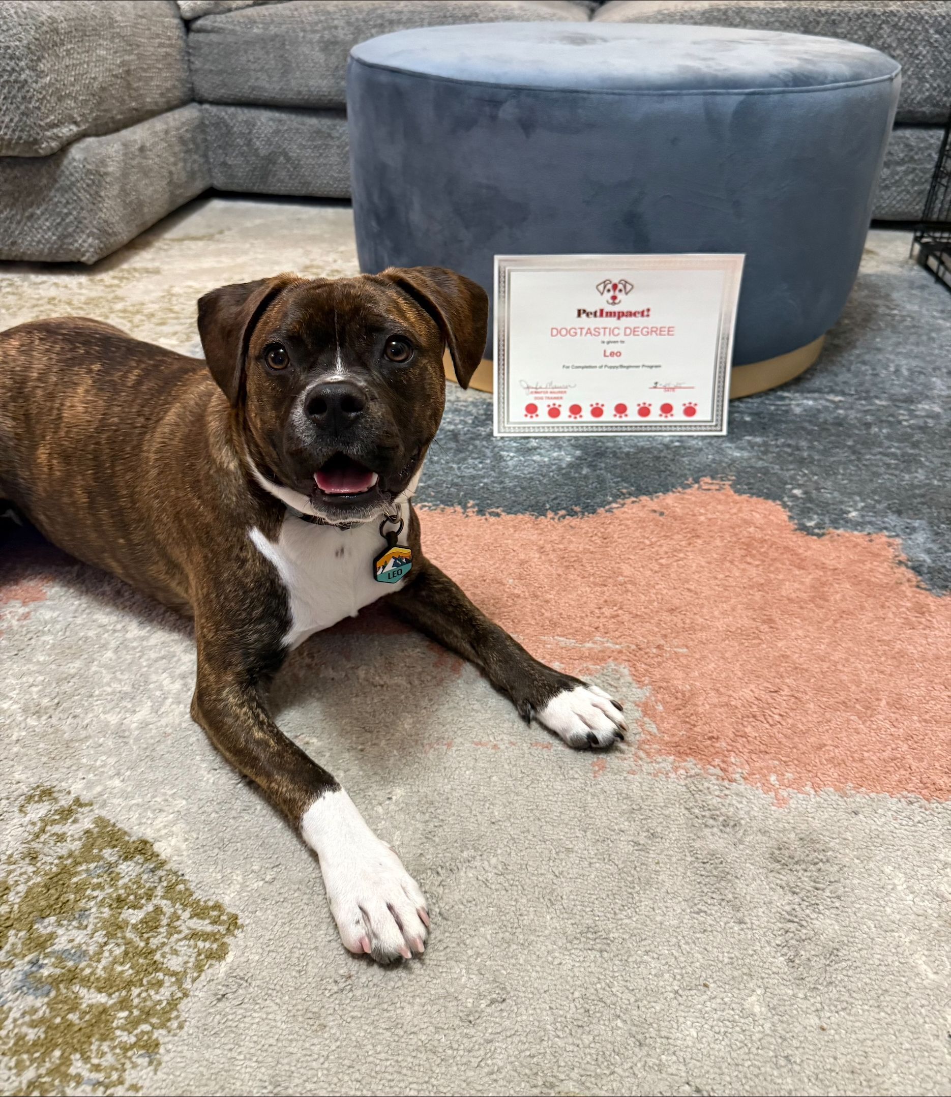 A brown and white dog is laying on a rug in a living room.