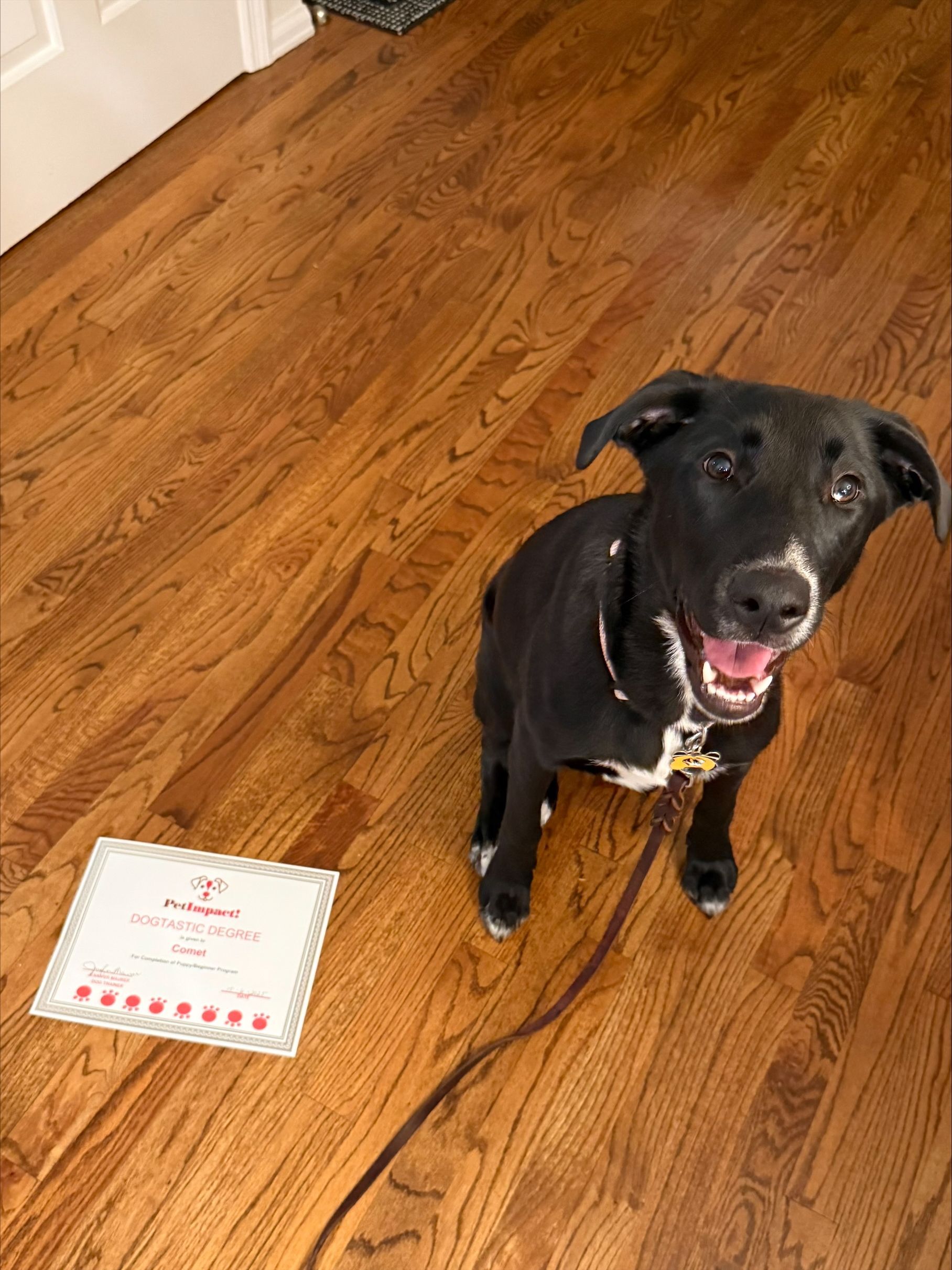 Black dog sits happily with a certificate on a hardwood floor.