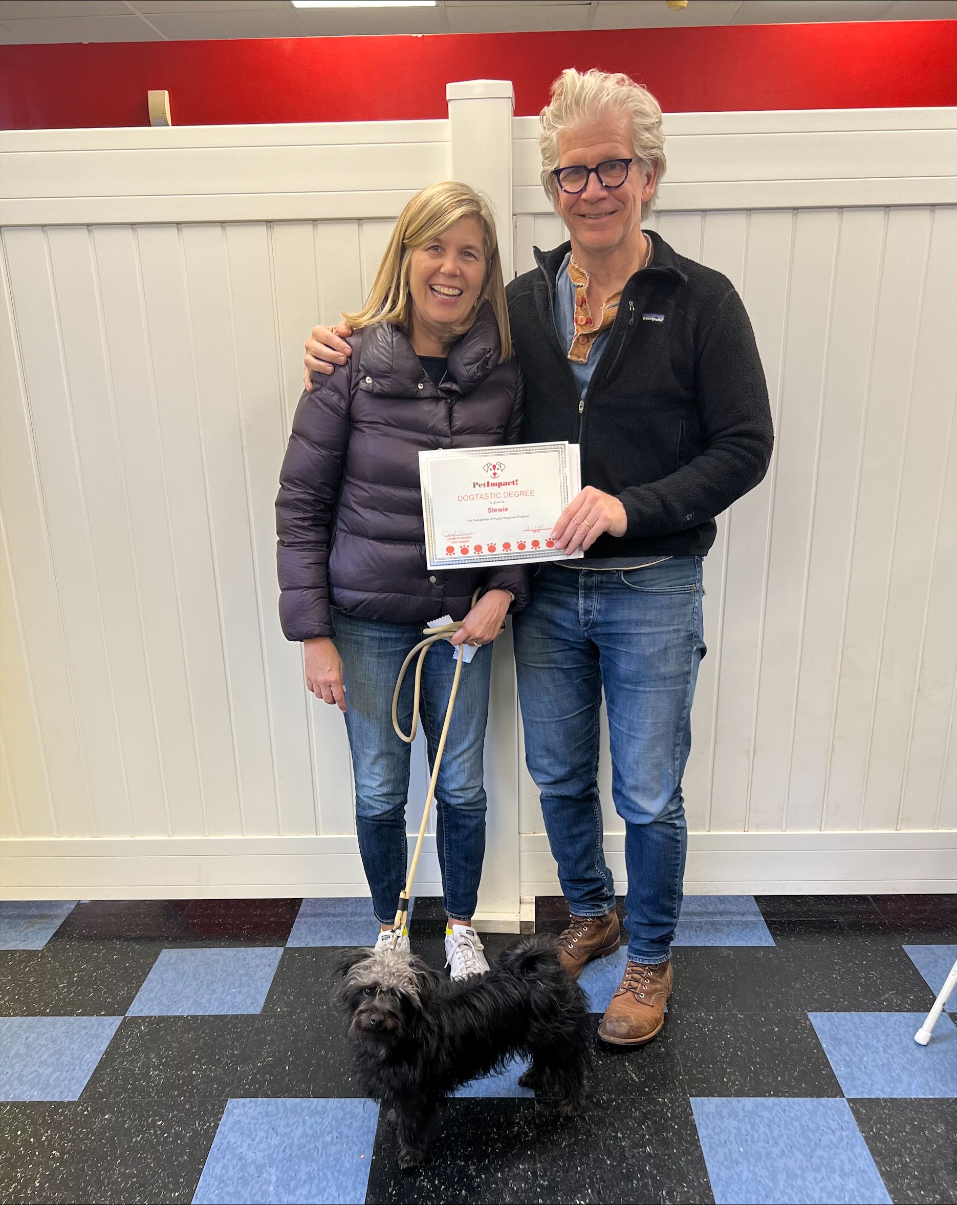 Stewie — St. Louis, MO — PetImpact!