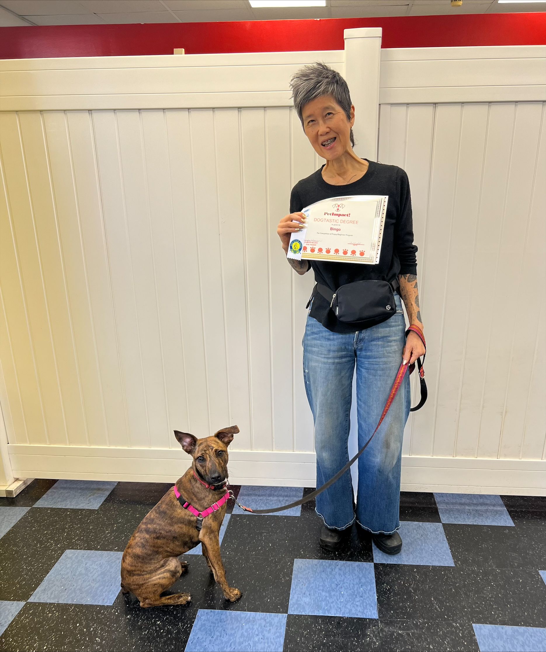 Bingo — St. Louis, MO — PetImpact!