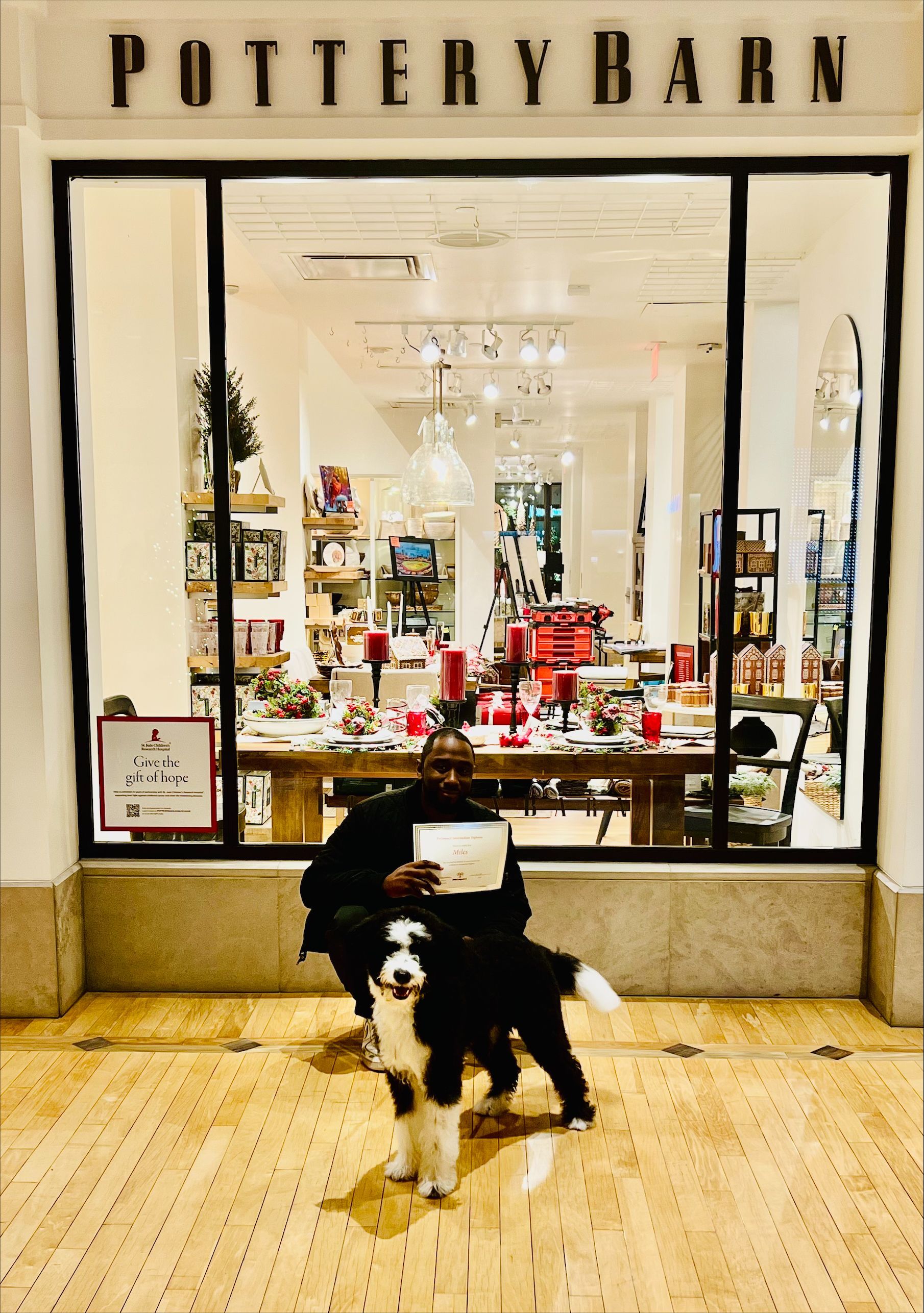 A dog standing in front of a pottery barn store